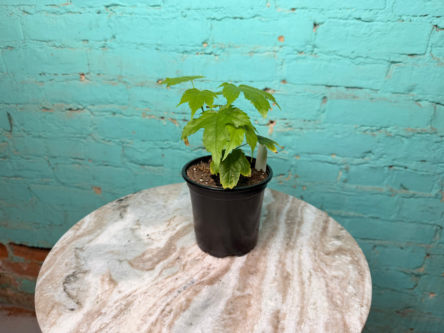Abutilon ‘Red Tiger’ 4” ‘Flowering Maple’