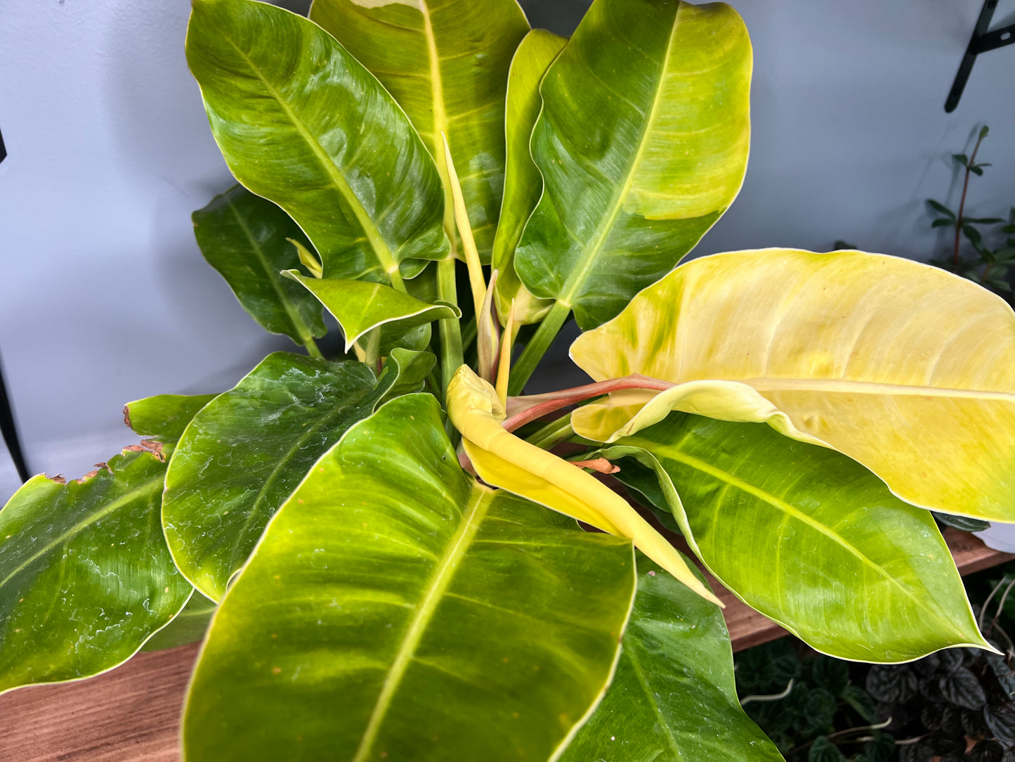 Philodendron Moonlight 6”
