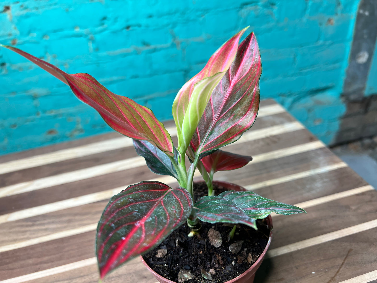 Aglaonema Rotunda Red tiger Variegated 4” (each)