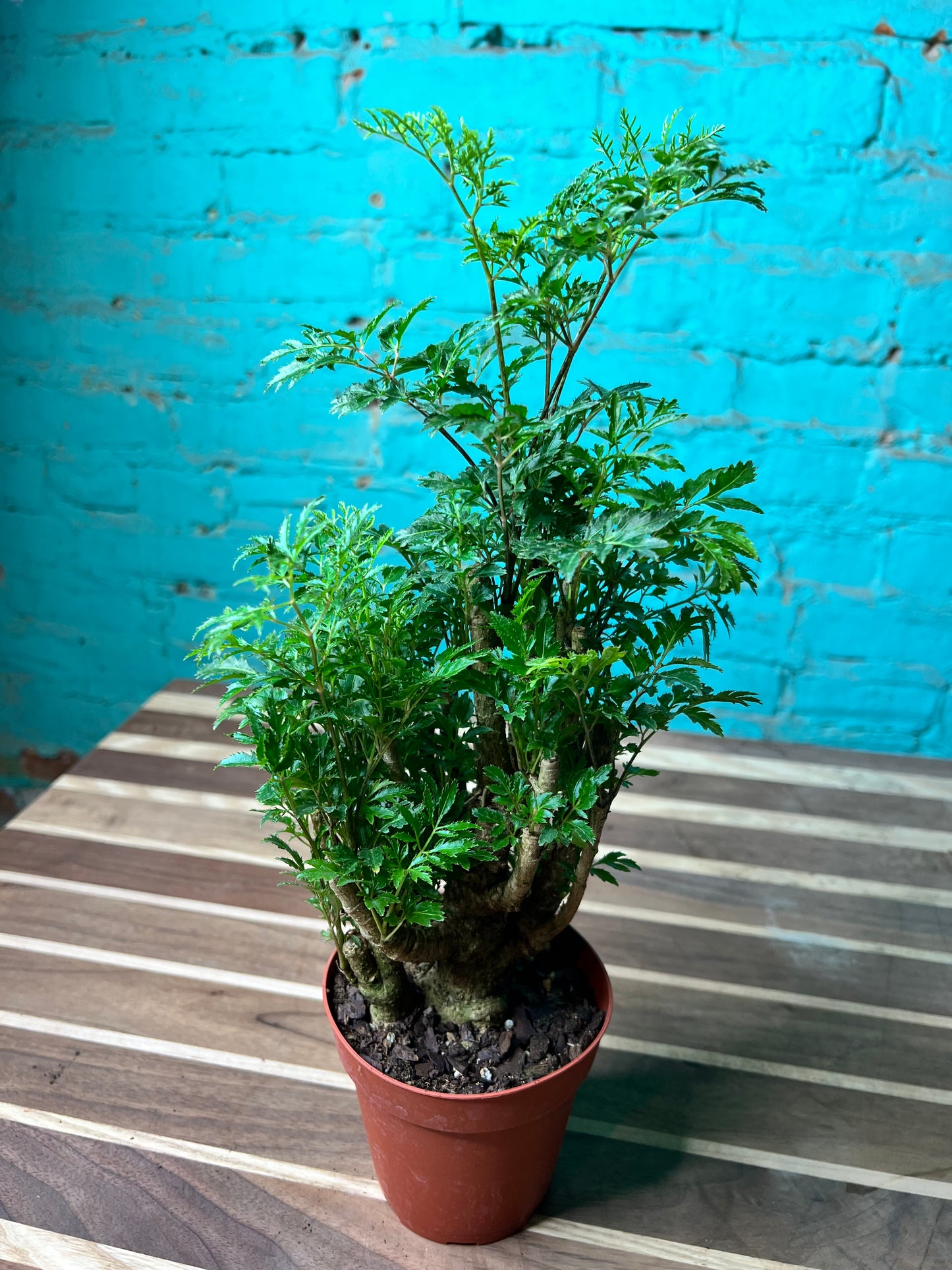 Ming Aralia 4”
