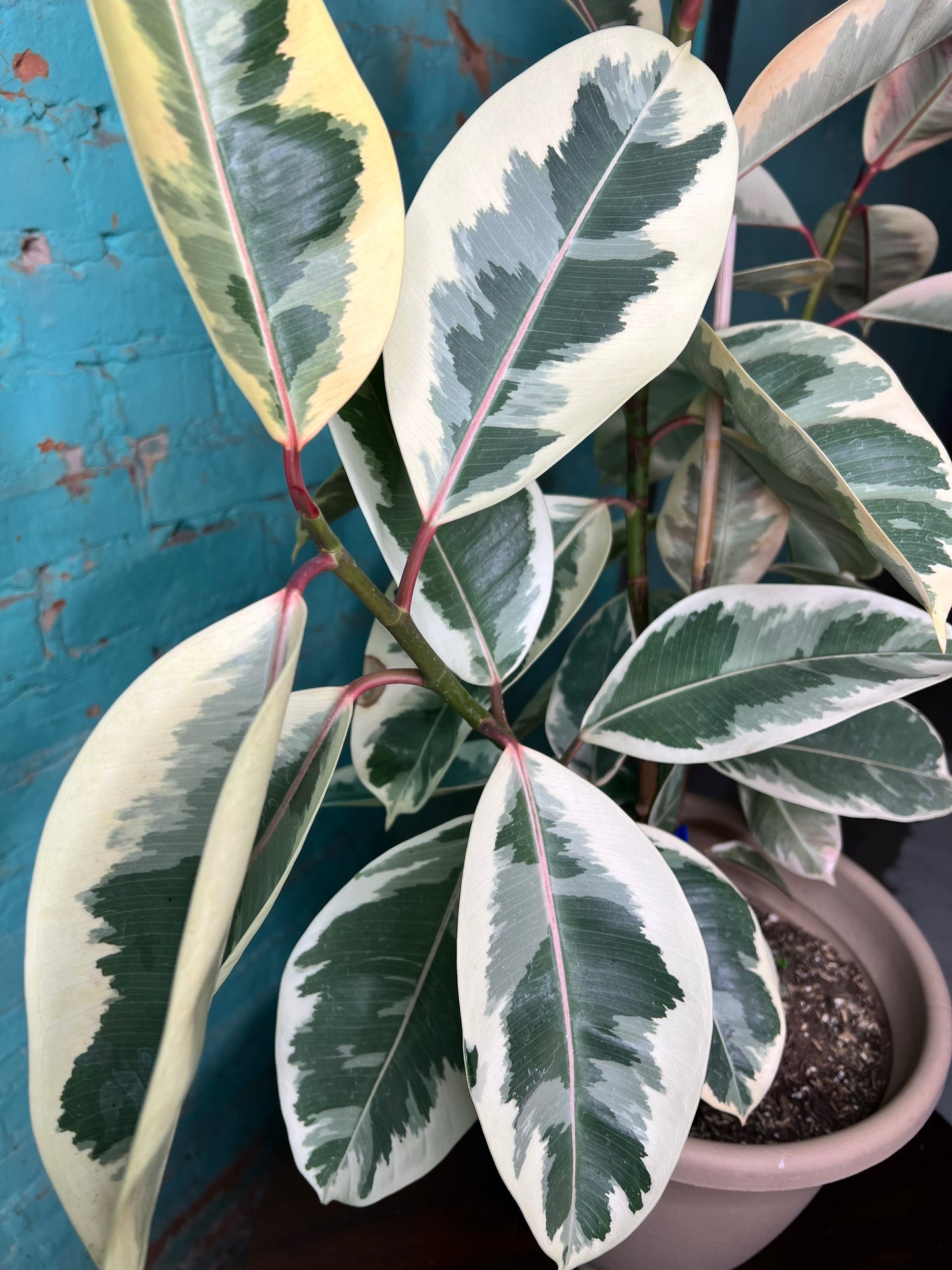 Rubber Tree-Tineke 10”
