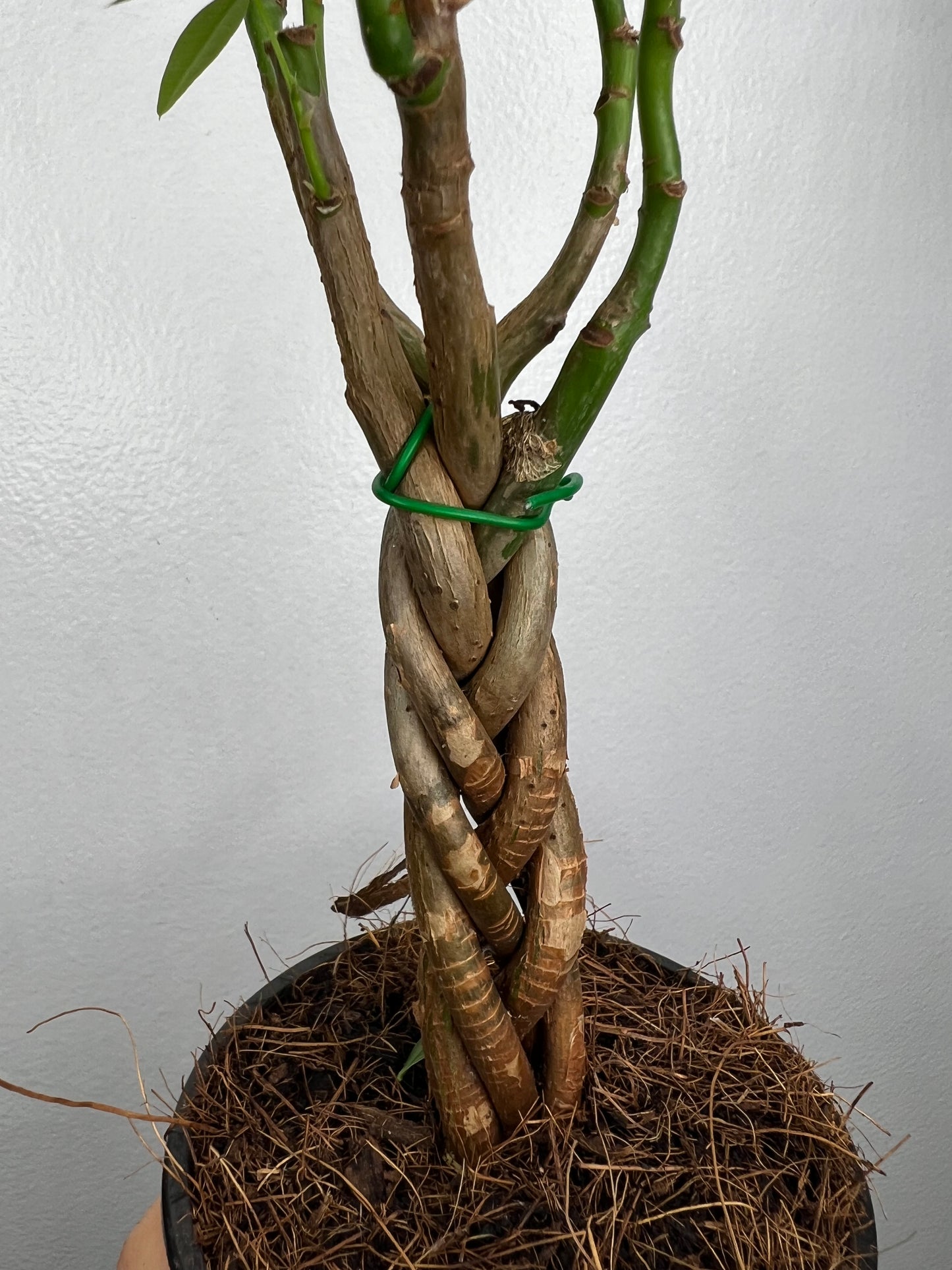 Money tree braided 4”