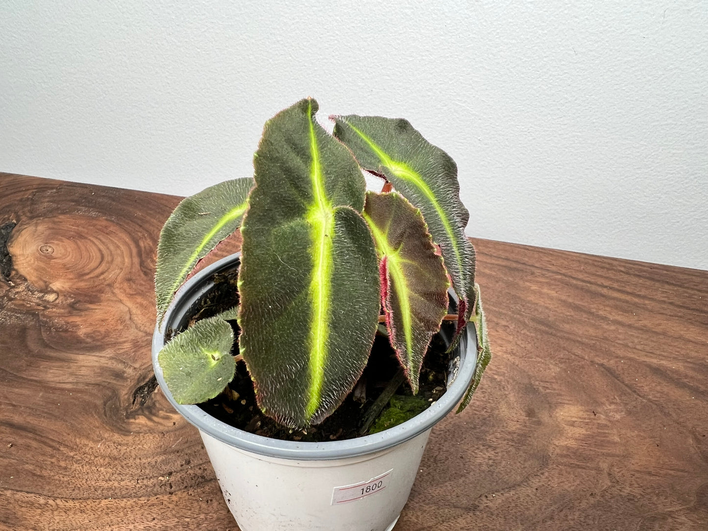 Begonia listada