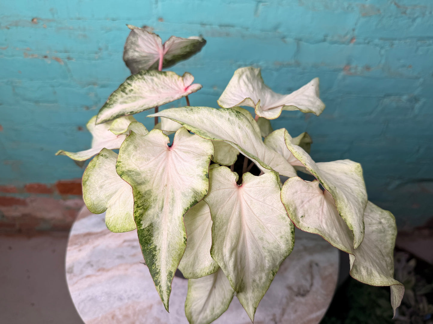 Caladium 6” ‘Ivory Lighting’