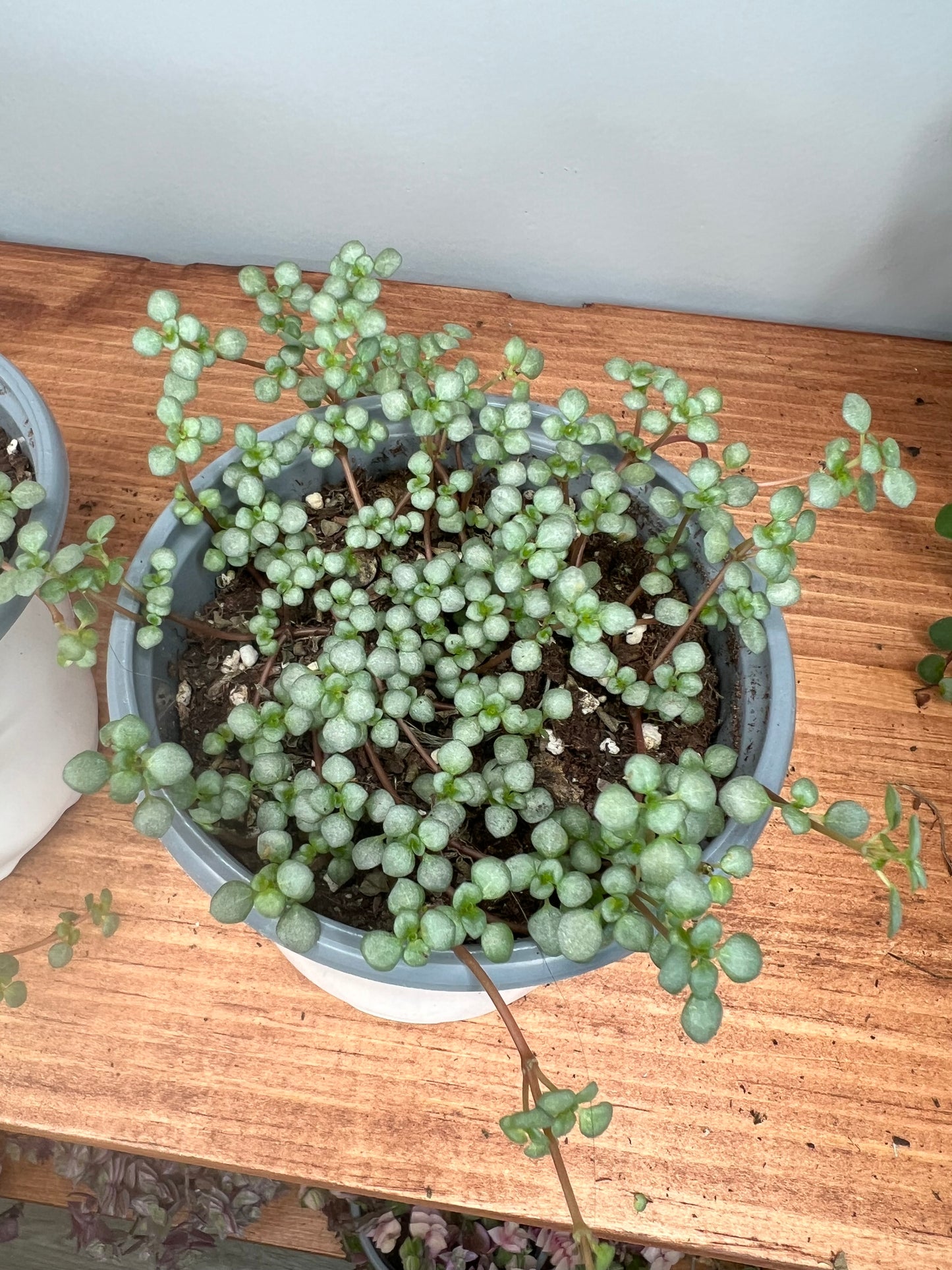 Pilea Glauca- Sliver Sparkle 4" (Mystifall)