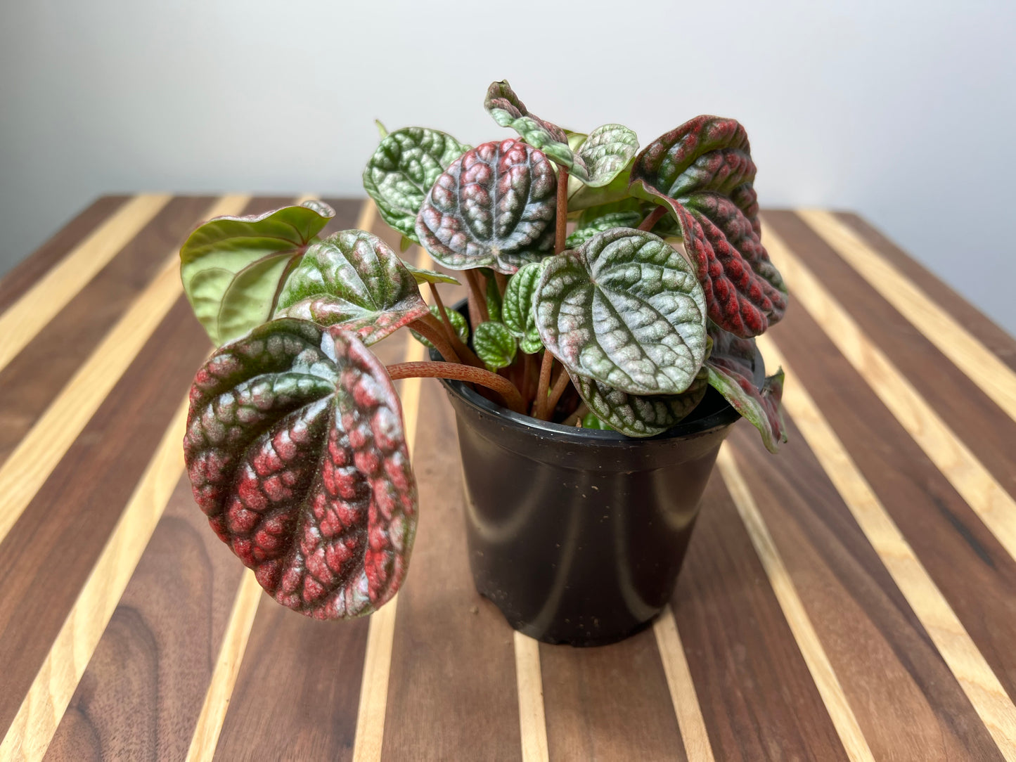 Peperomia Caperata Emerald Ripples