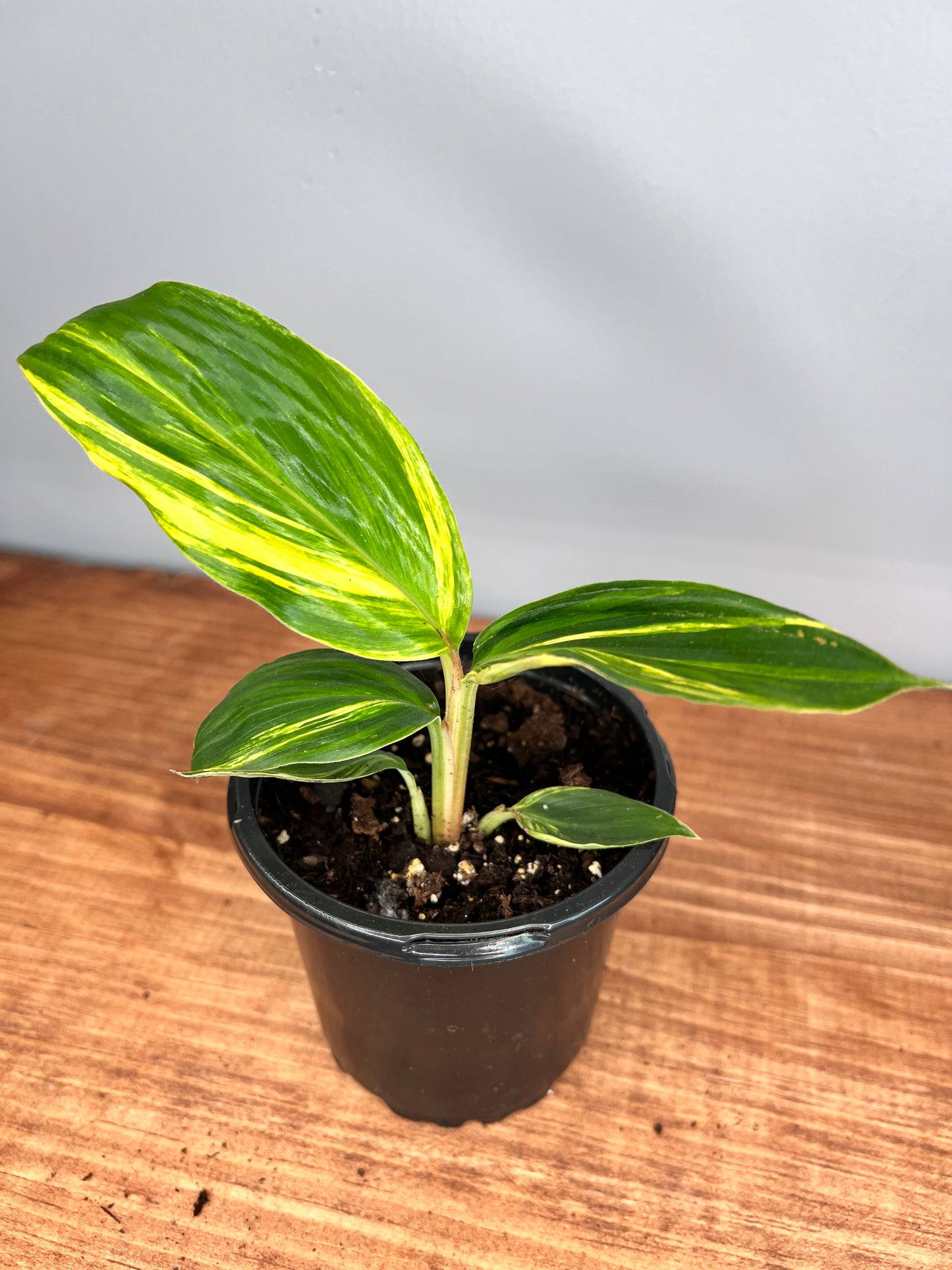 Ginger plant variegated