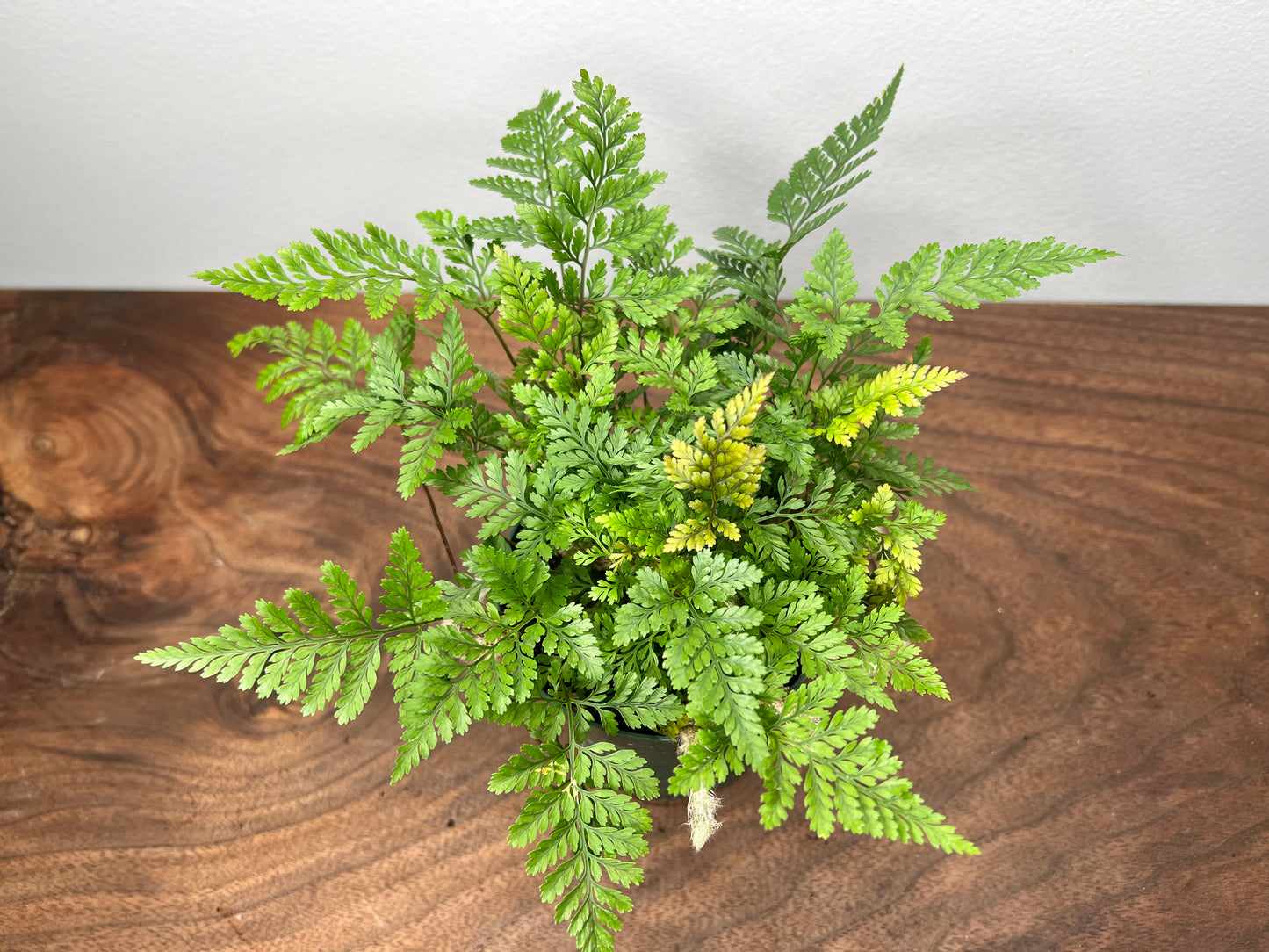 Rabbit foot fern 4”
