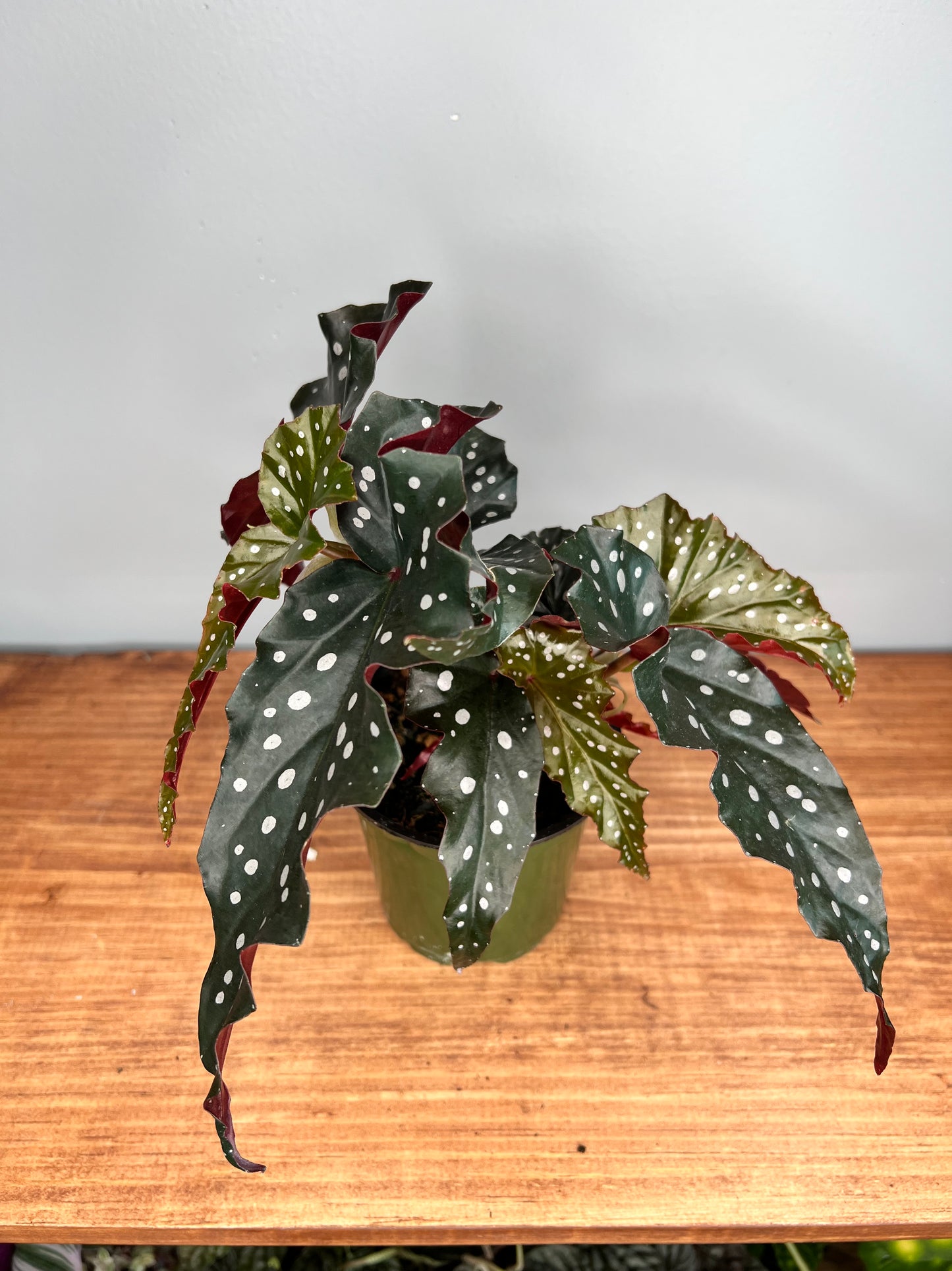 Begonia Dark Forest 5”