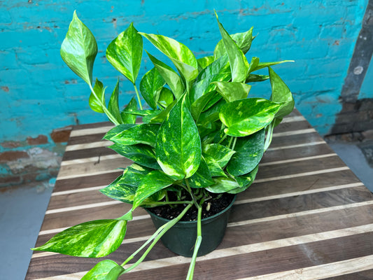Golden Pothos 6”