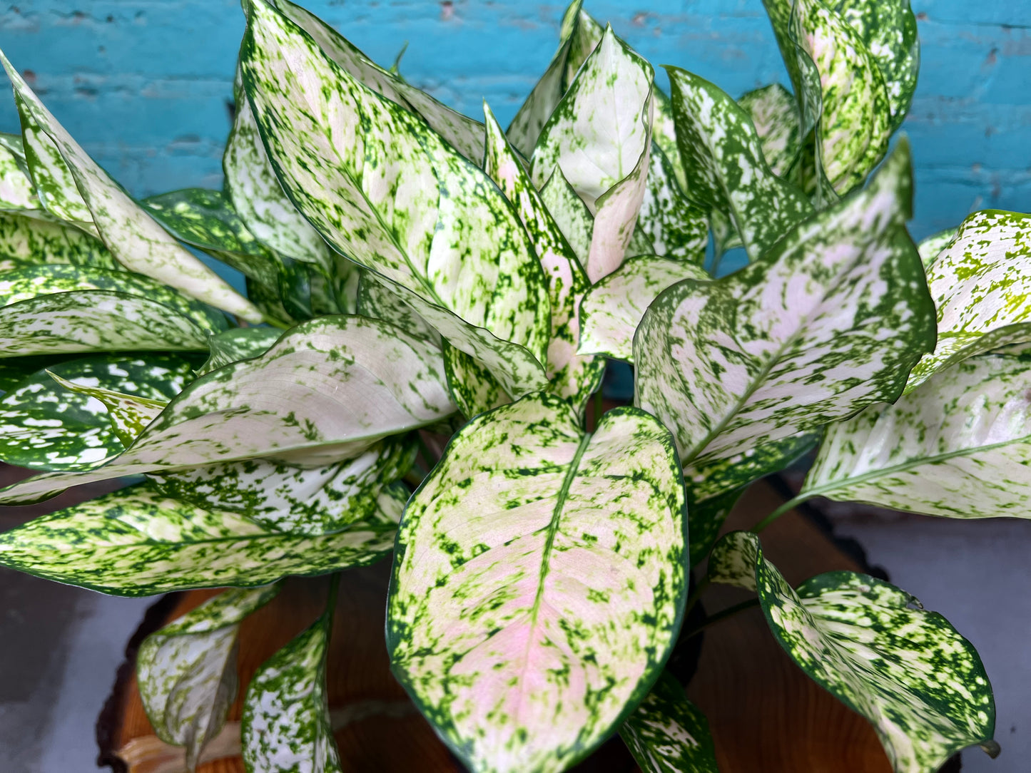 Aglaonema Snow White (pink variegated)