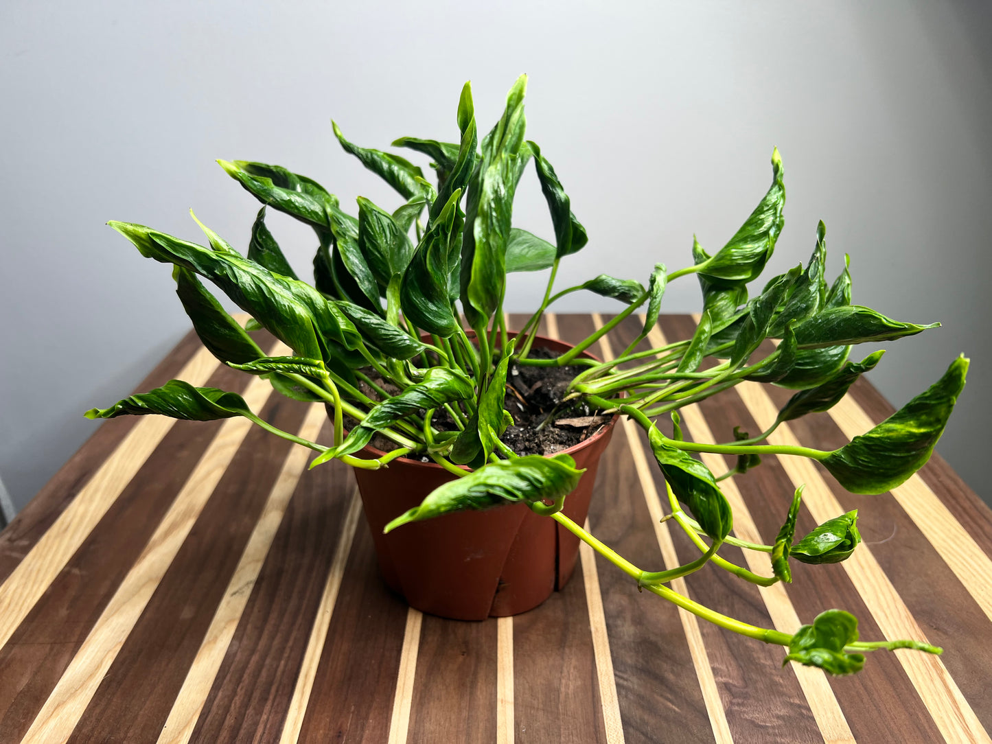Pothos Shangri La (Sleeping Pothos) 6”