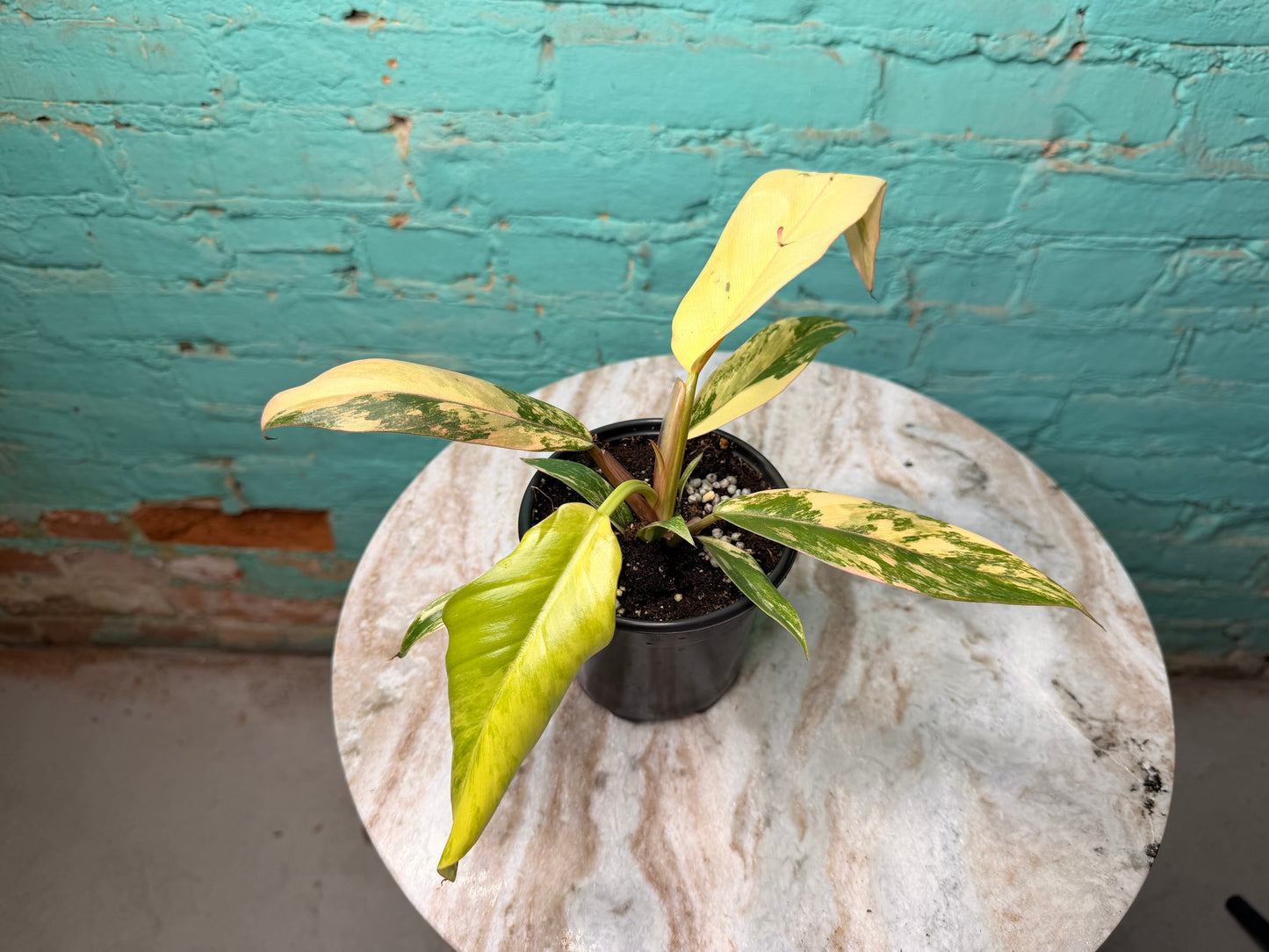 Philodendron Carmel Marble 4”