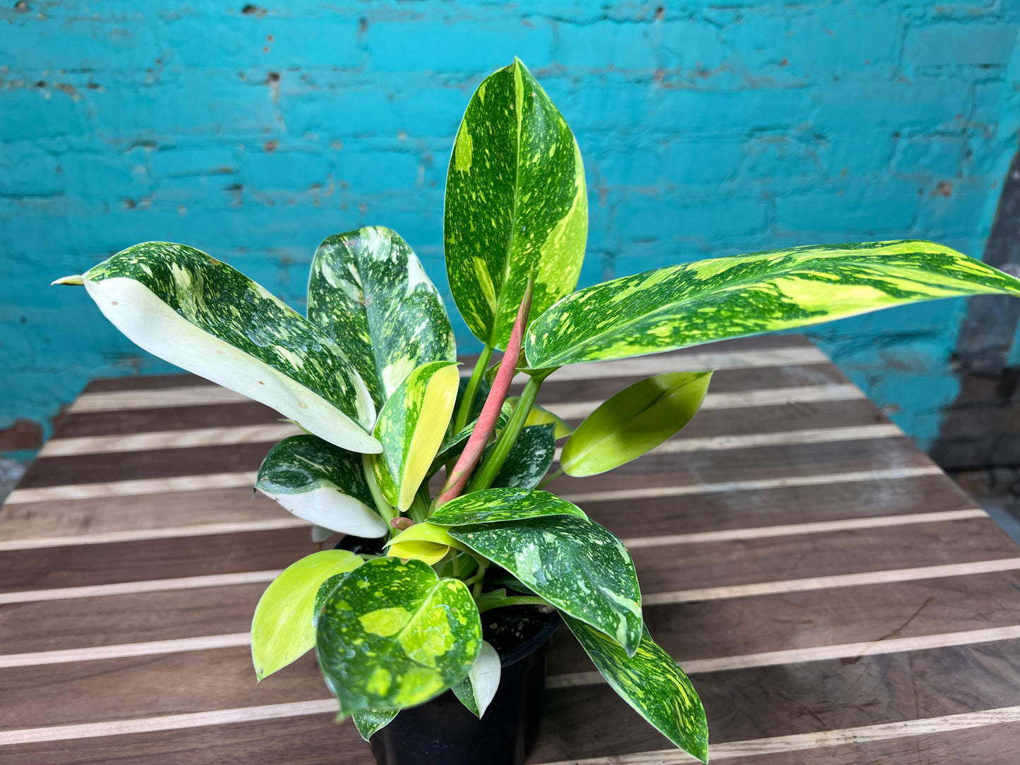 Philodendron Congo Nuclear Variegated