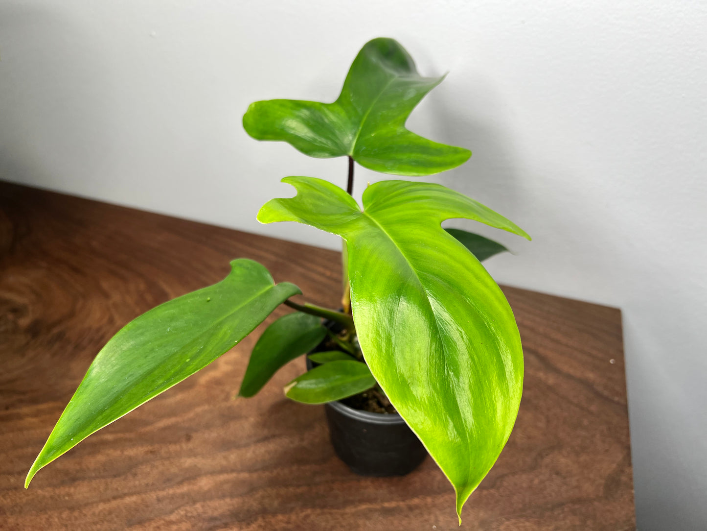 Philodendron Florida Green