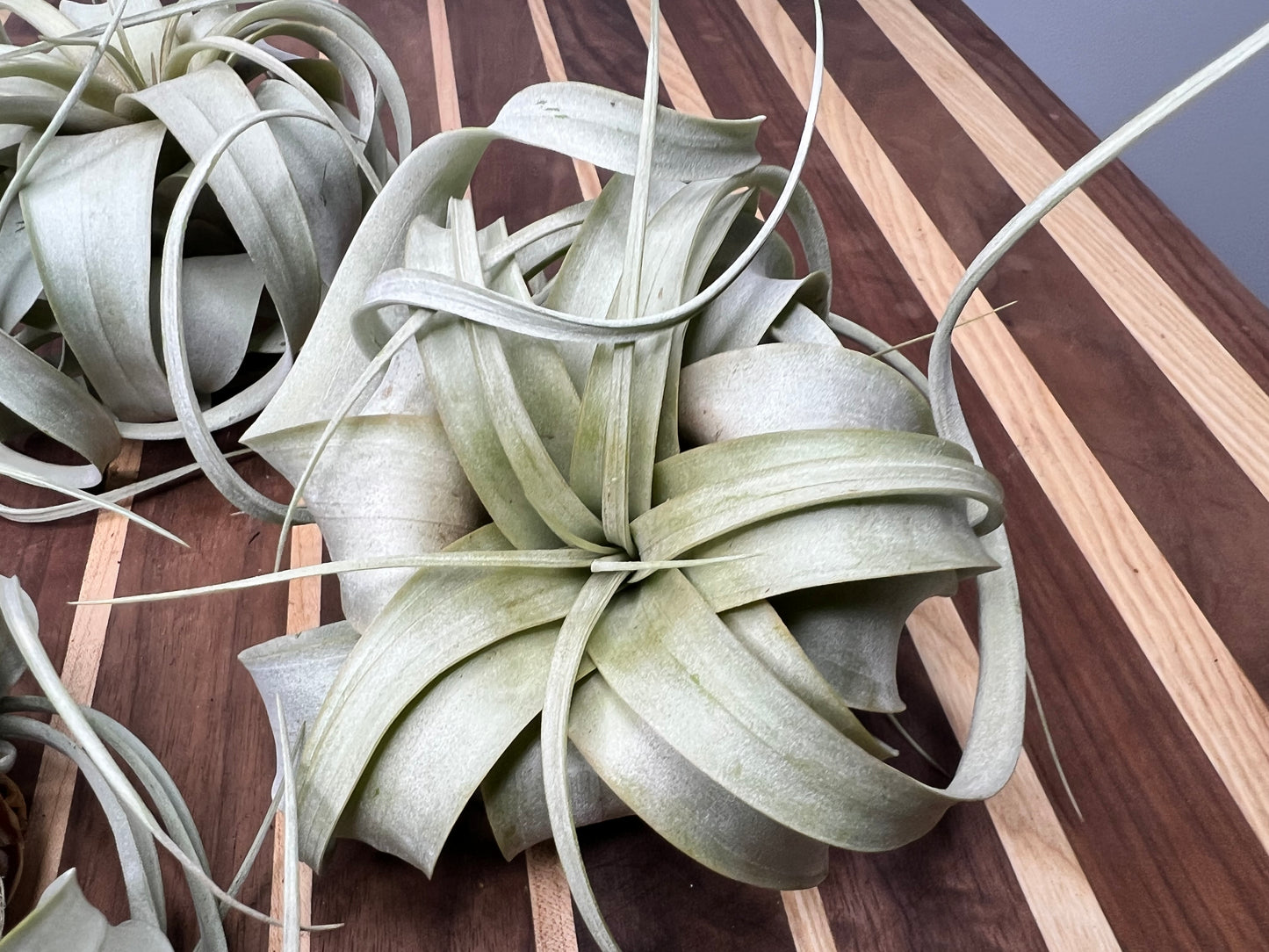 Giant Tillandsia Xerographica (air plant)