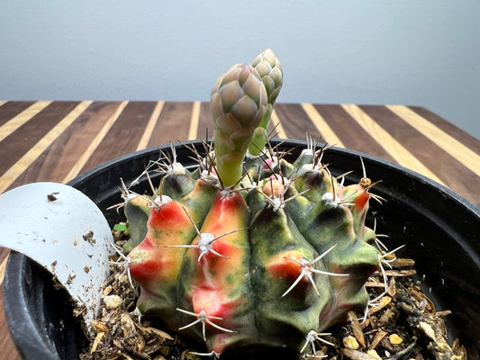Gymnocalycium Mihanovichi Variegated Friedrich 7