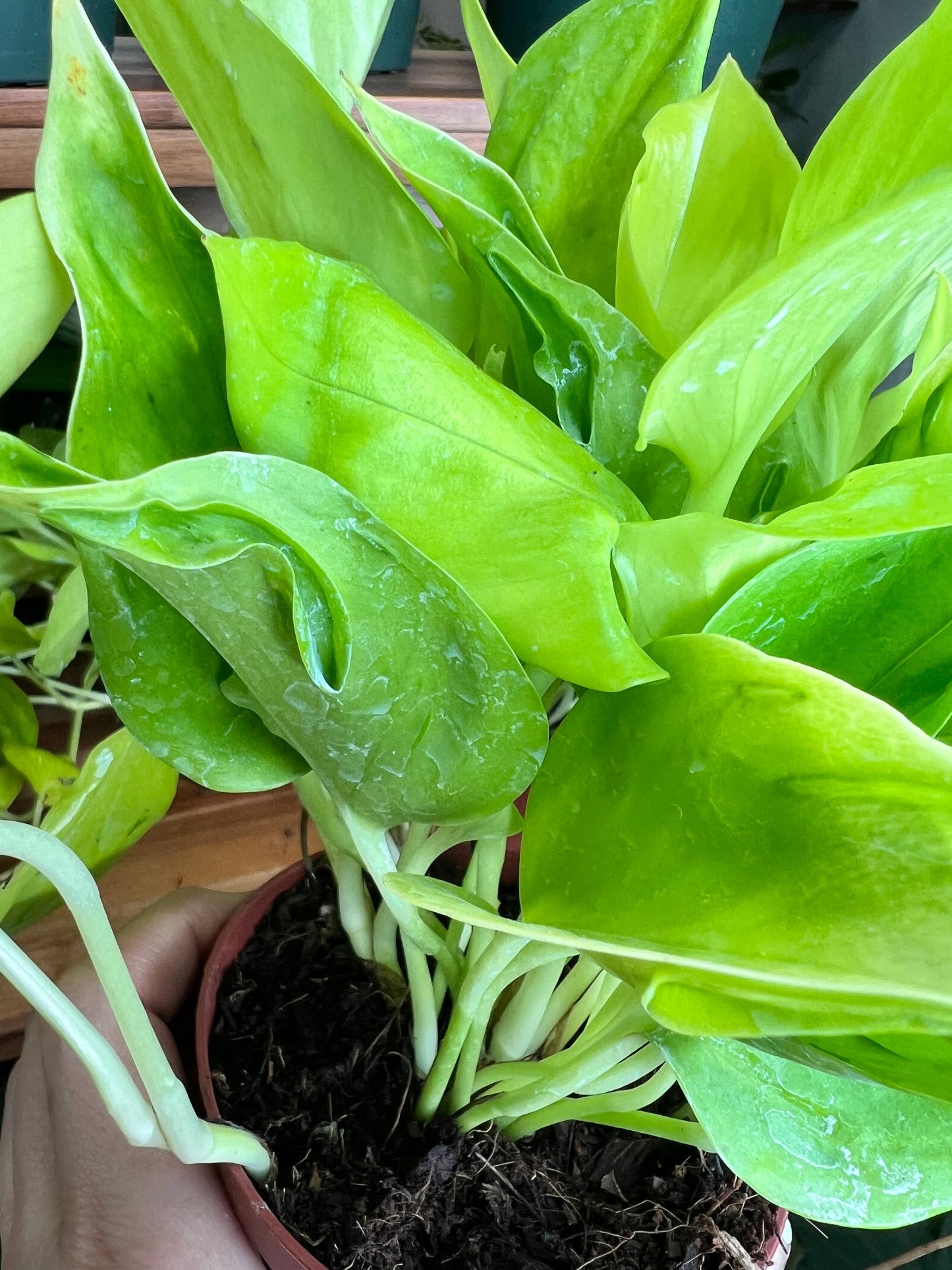 Pothos San Paulo