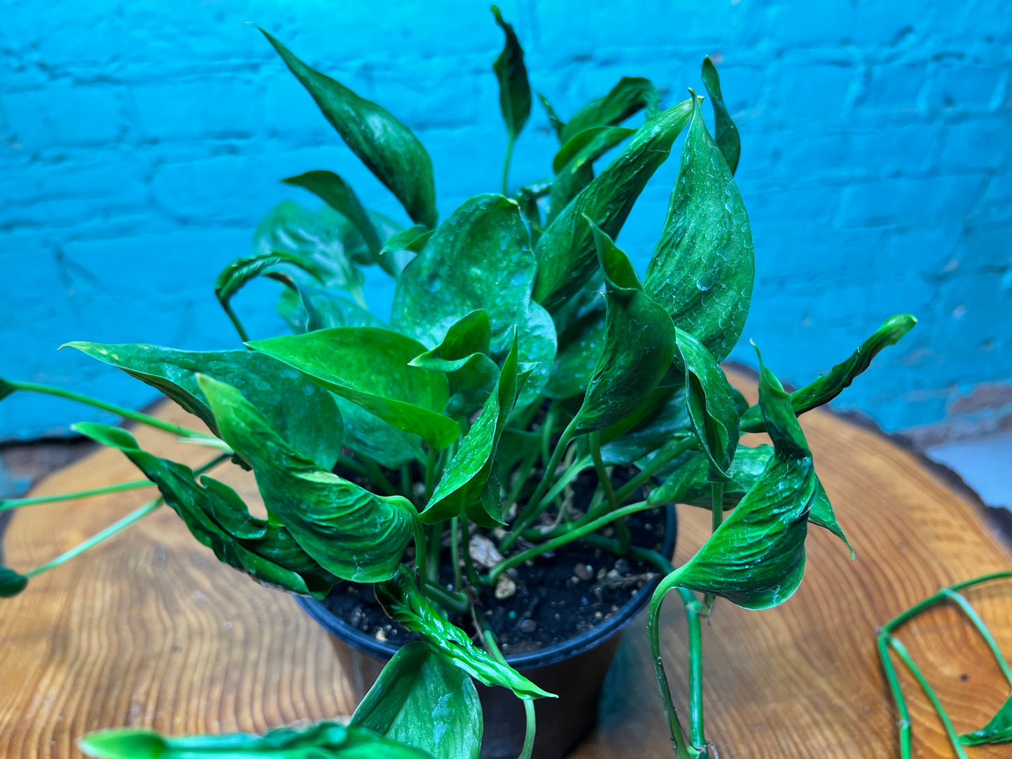 Pothos Shangri La (Sleeping Pothos) 6”