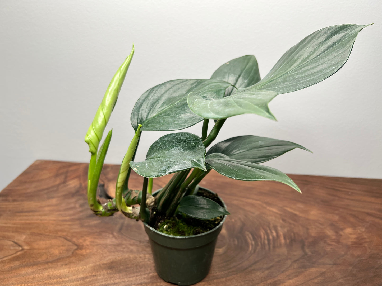 Rhaphidora Decursiva/Dragon Tail 4”