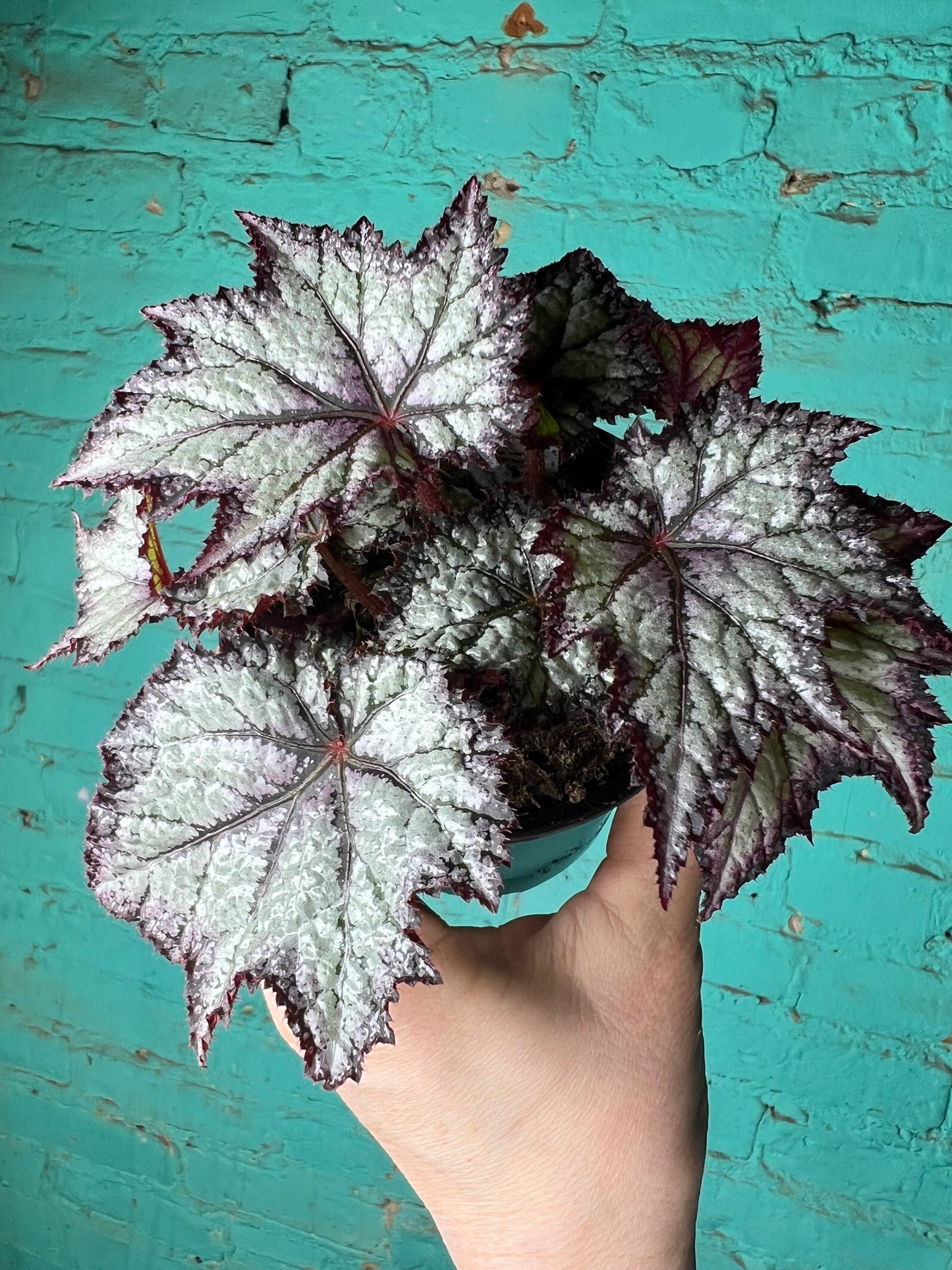 Begonia Rex “Bewitched Lavender”