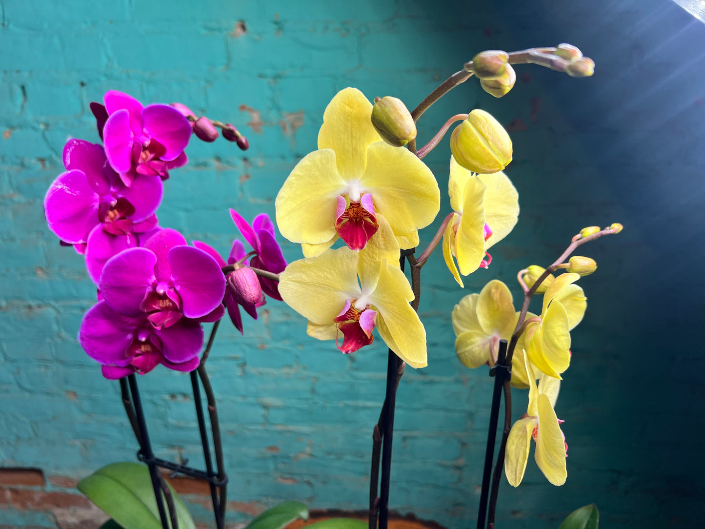 Orchid -Plalaenopsis (Moth Orchid) Double Stem