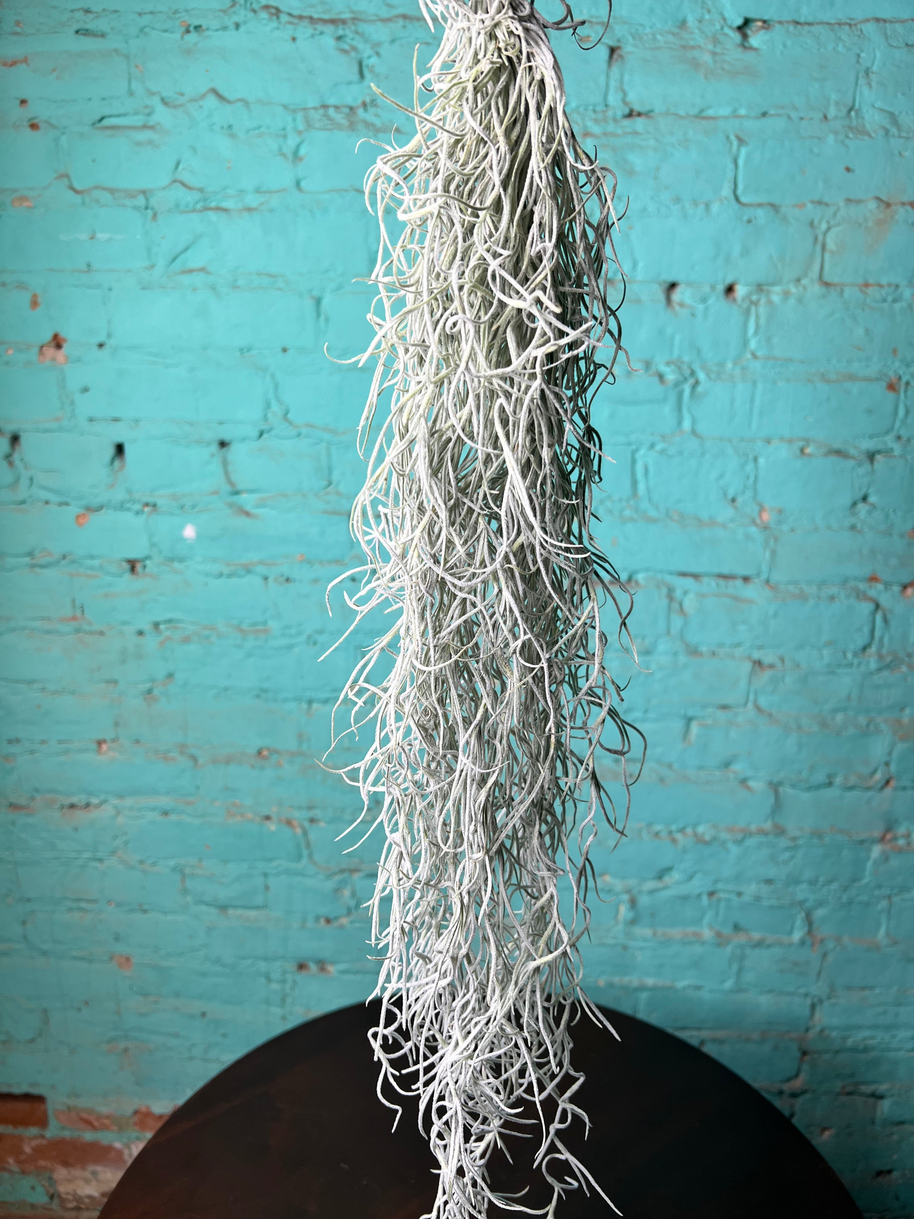 Spanish Moss - The Rooted Plant Shop