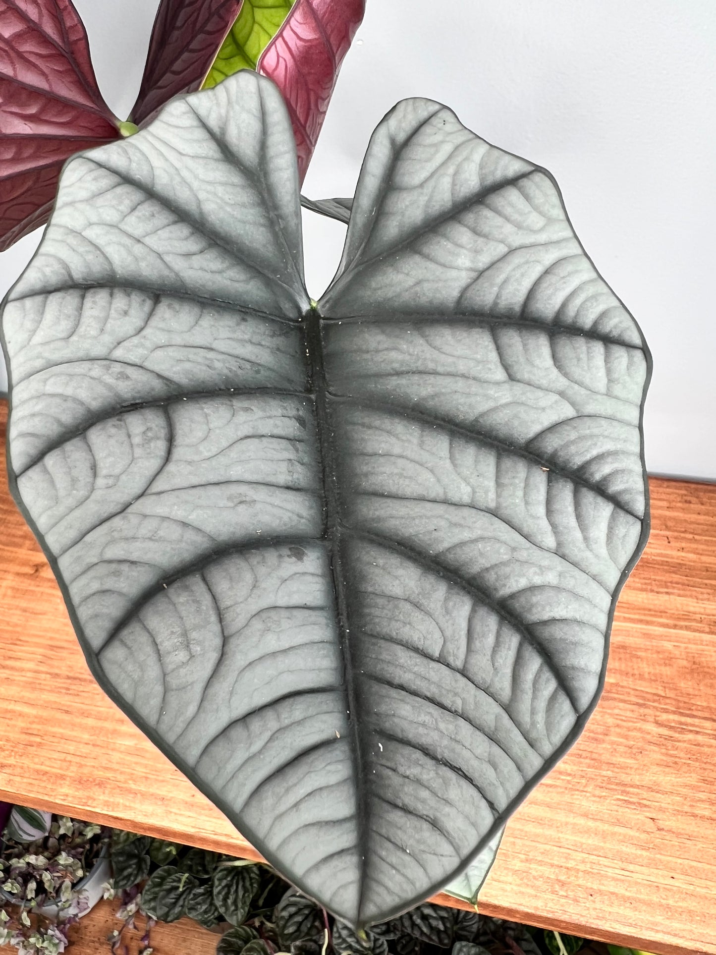 Alocasia Reginae