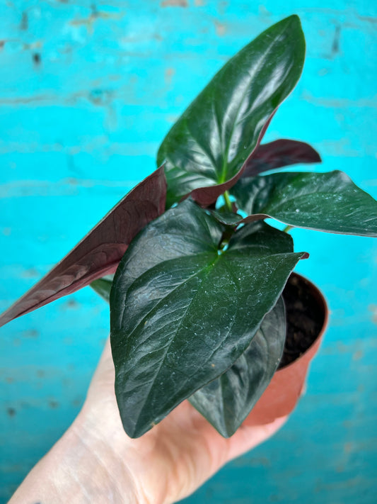 Syngonium Red Arrows 4”