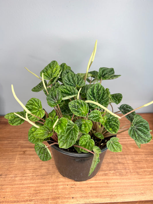 Peperomia Rippes 6”