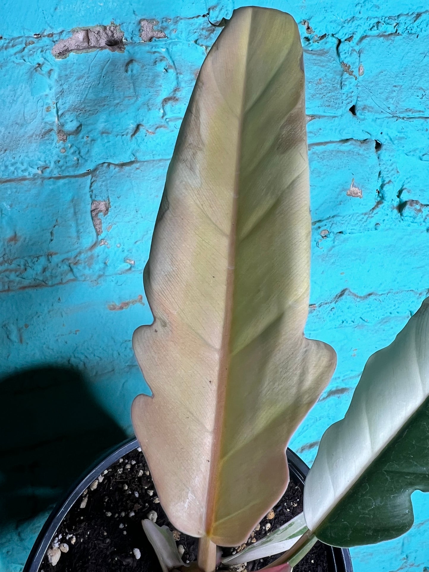 Philodendron Carmel Marble 6”