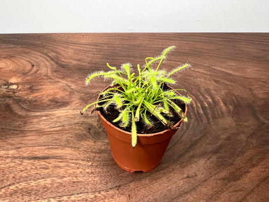 Carnivorous- Cape Sundew