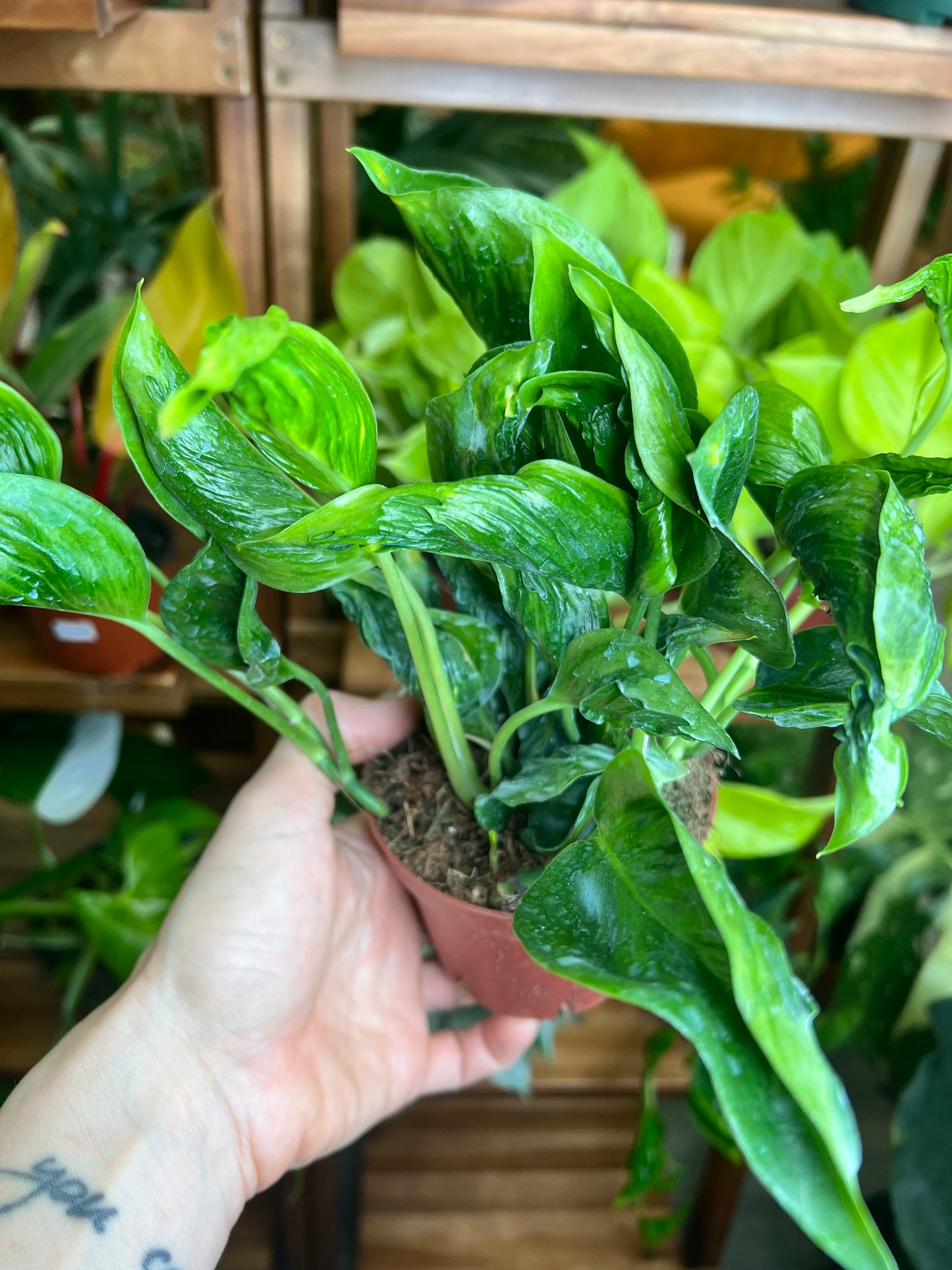 Pothos Shangri La (Sleeping Pothos)