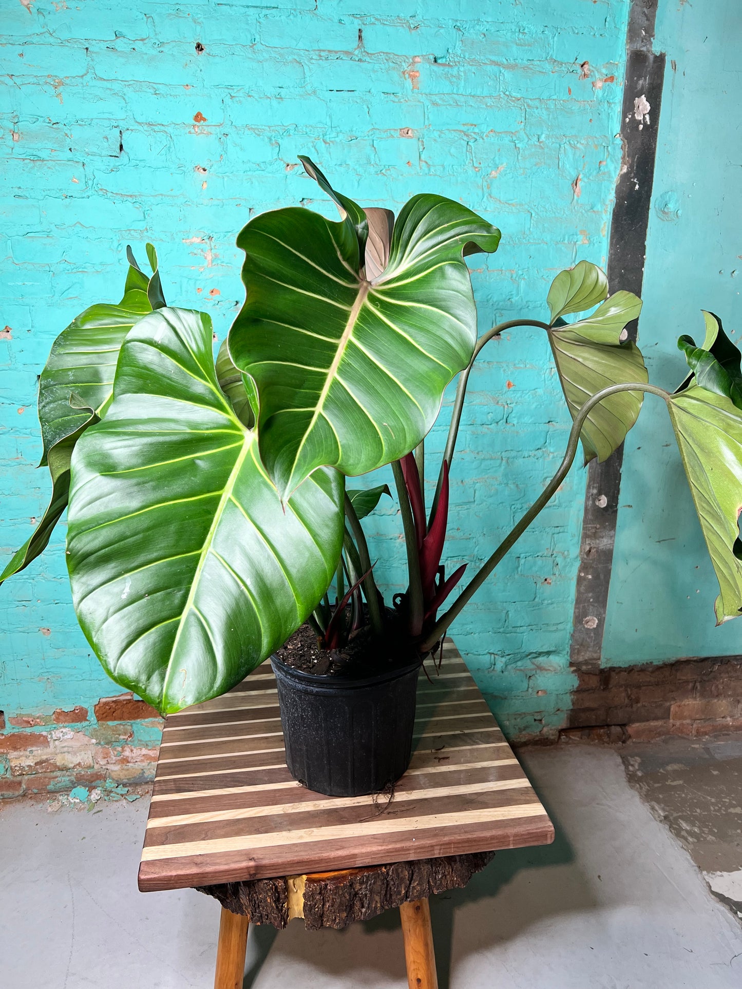 Philodendron Summer Glory 10”
