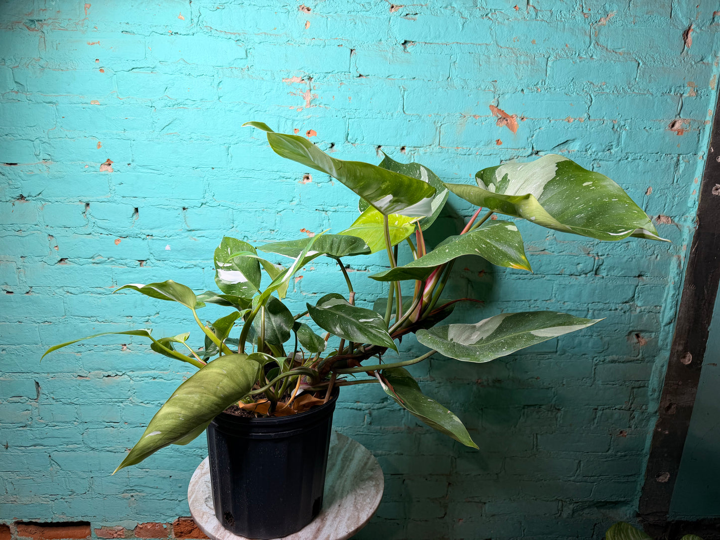 Philodendron White Princess 10”