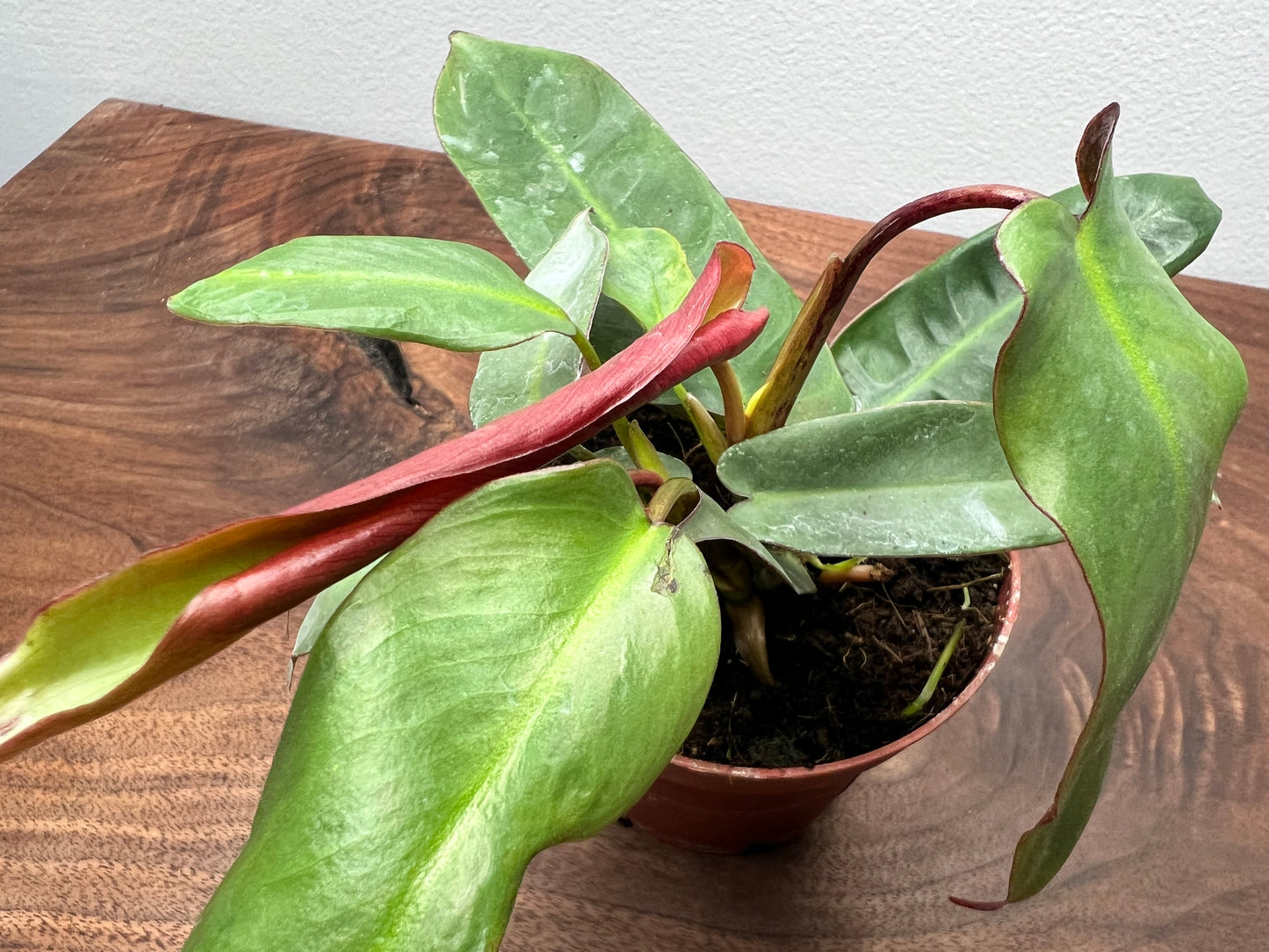 Philodendron Atabapoense