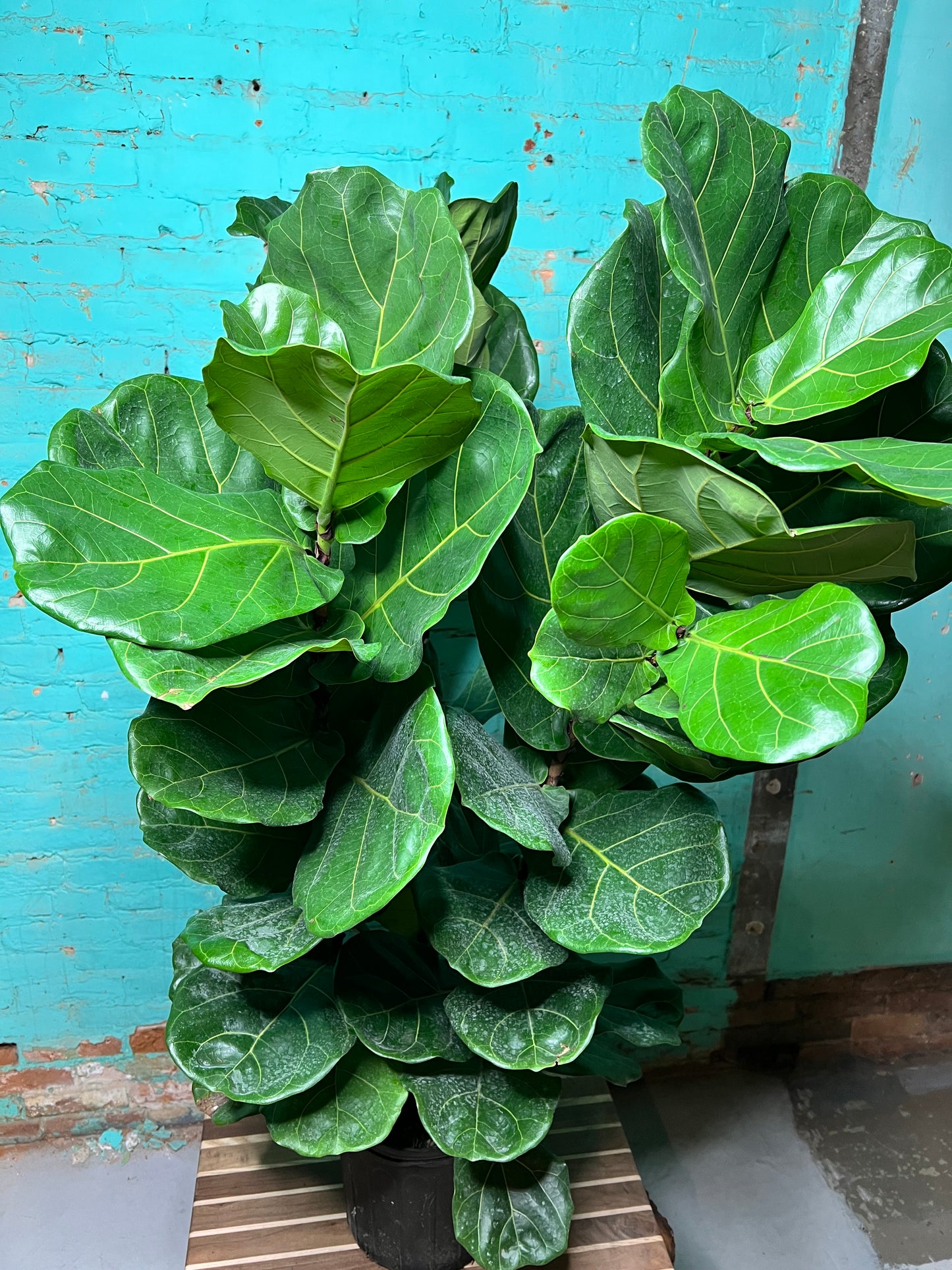 Fiddle fig 10”