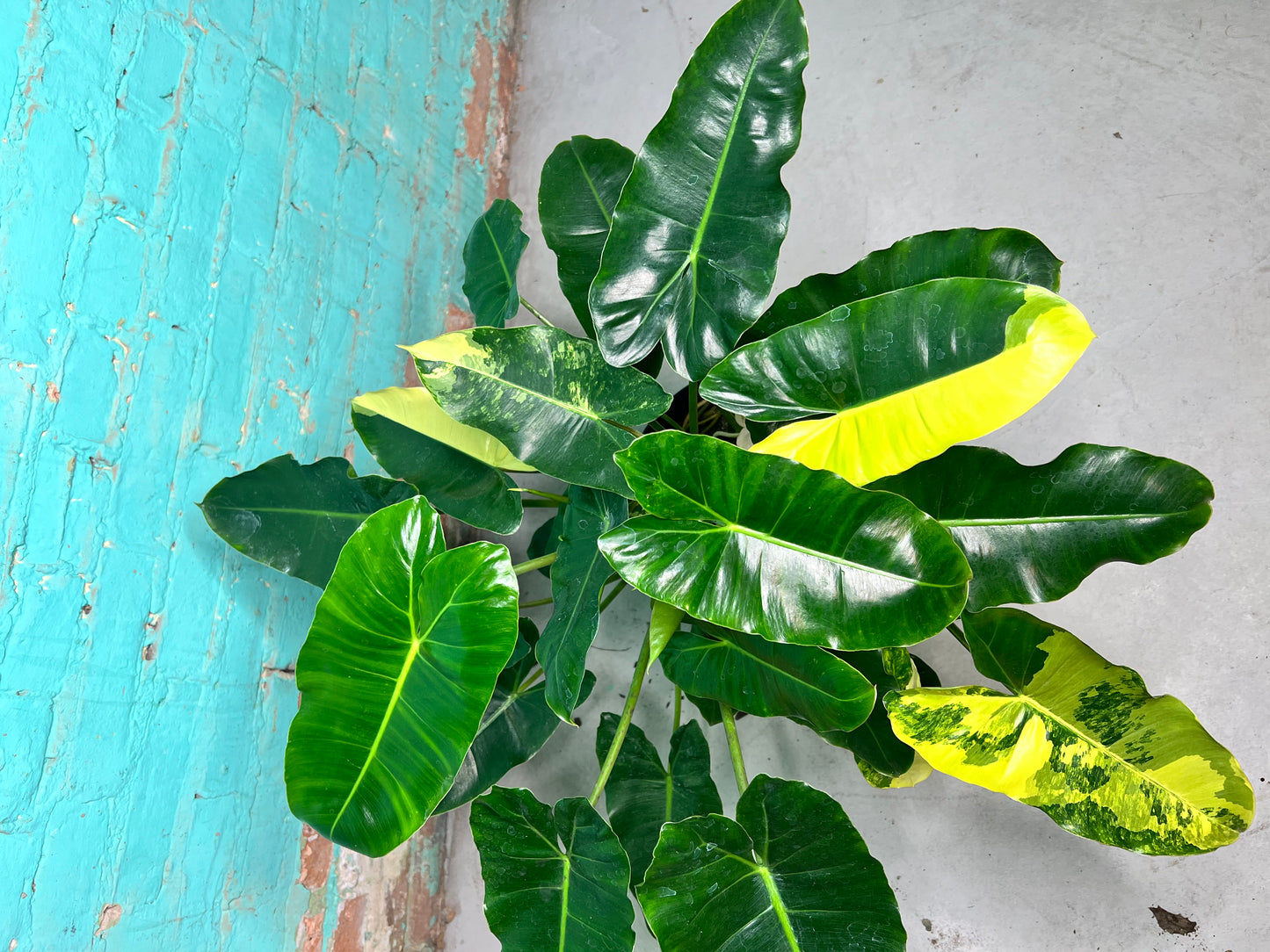Philodendron Burle Marx Variegated 10”