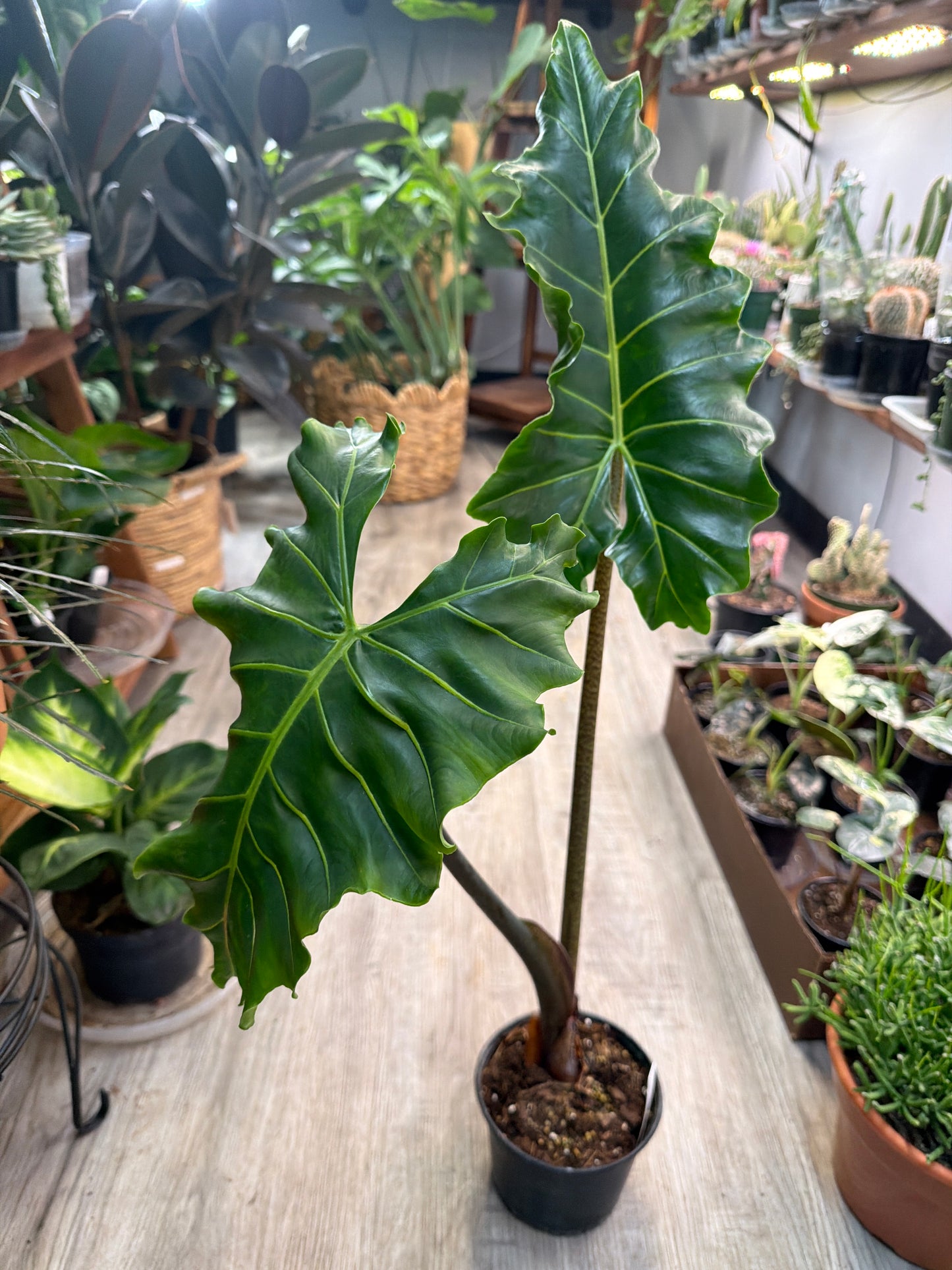 Alocasia Golden Dragon 6”
