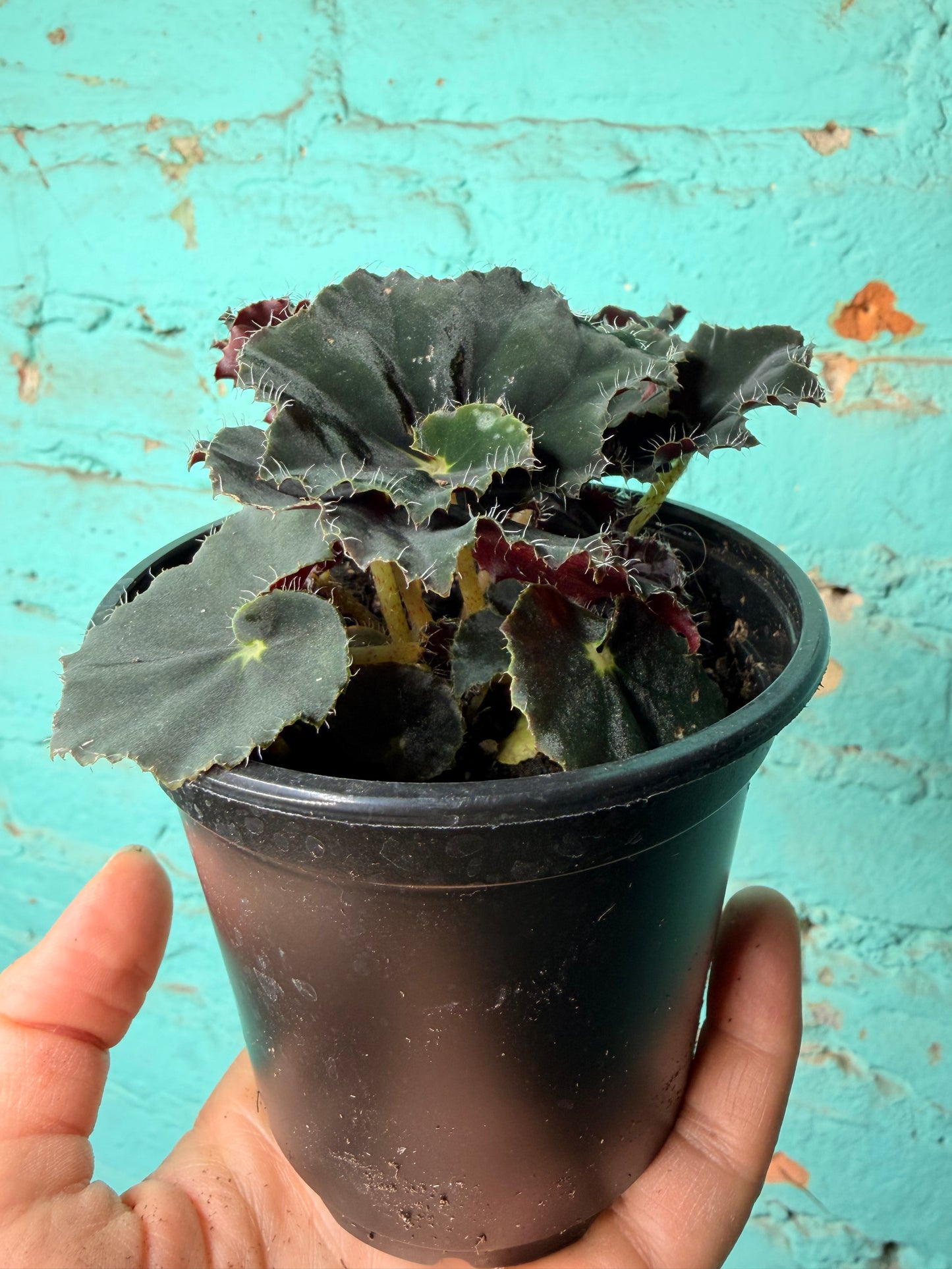 Begonia Rex “Zanzibar” 4”
