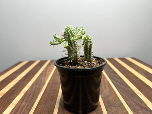 Euphorbia Mammilaria Varigated 4”