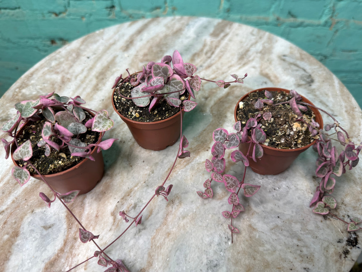 Ceropegia woodii f. Var. | ‘Variegated String of Hearts’
