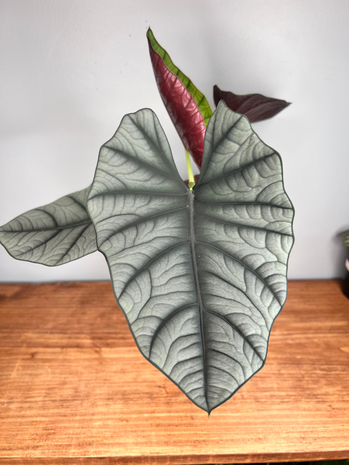 Alocasia Reginae