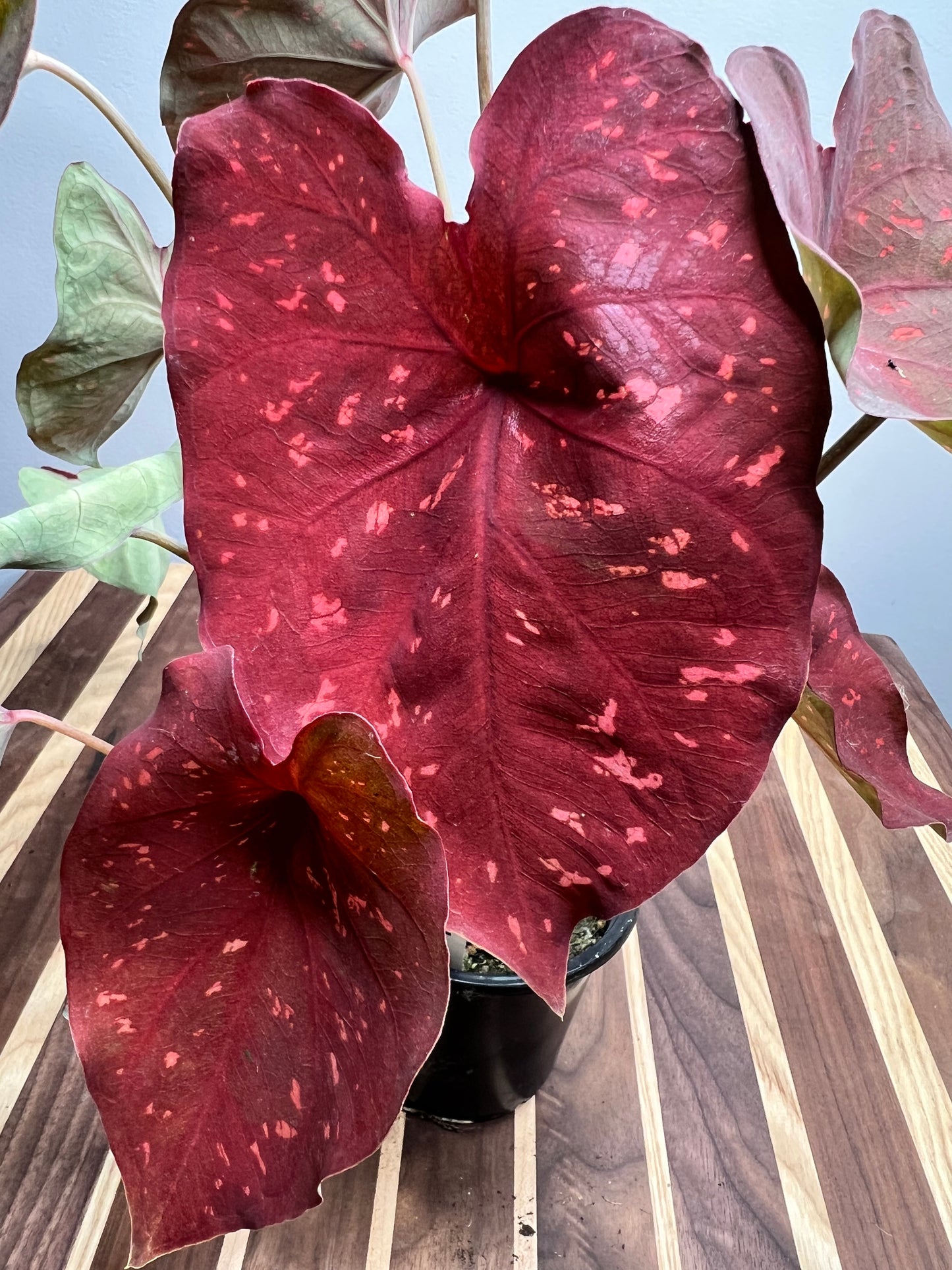 Caladiums Burning Hearts 4”