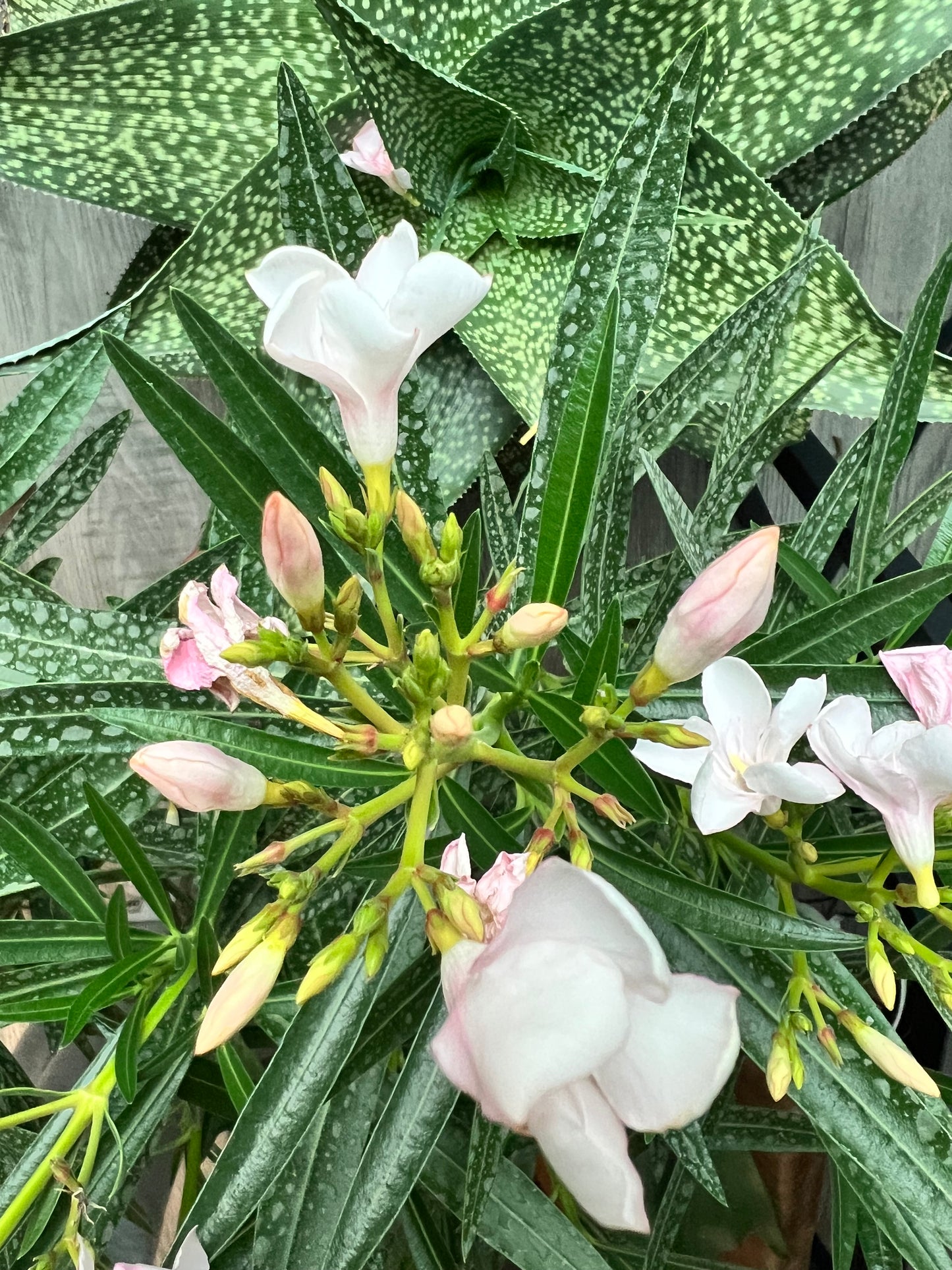 Oleander Bush 10” Light pink