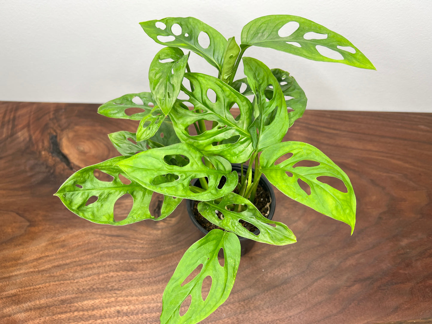 Monstera Swiss Cheese 4”