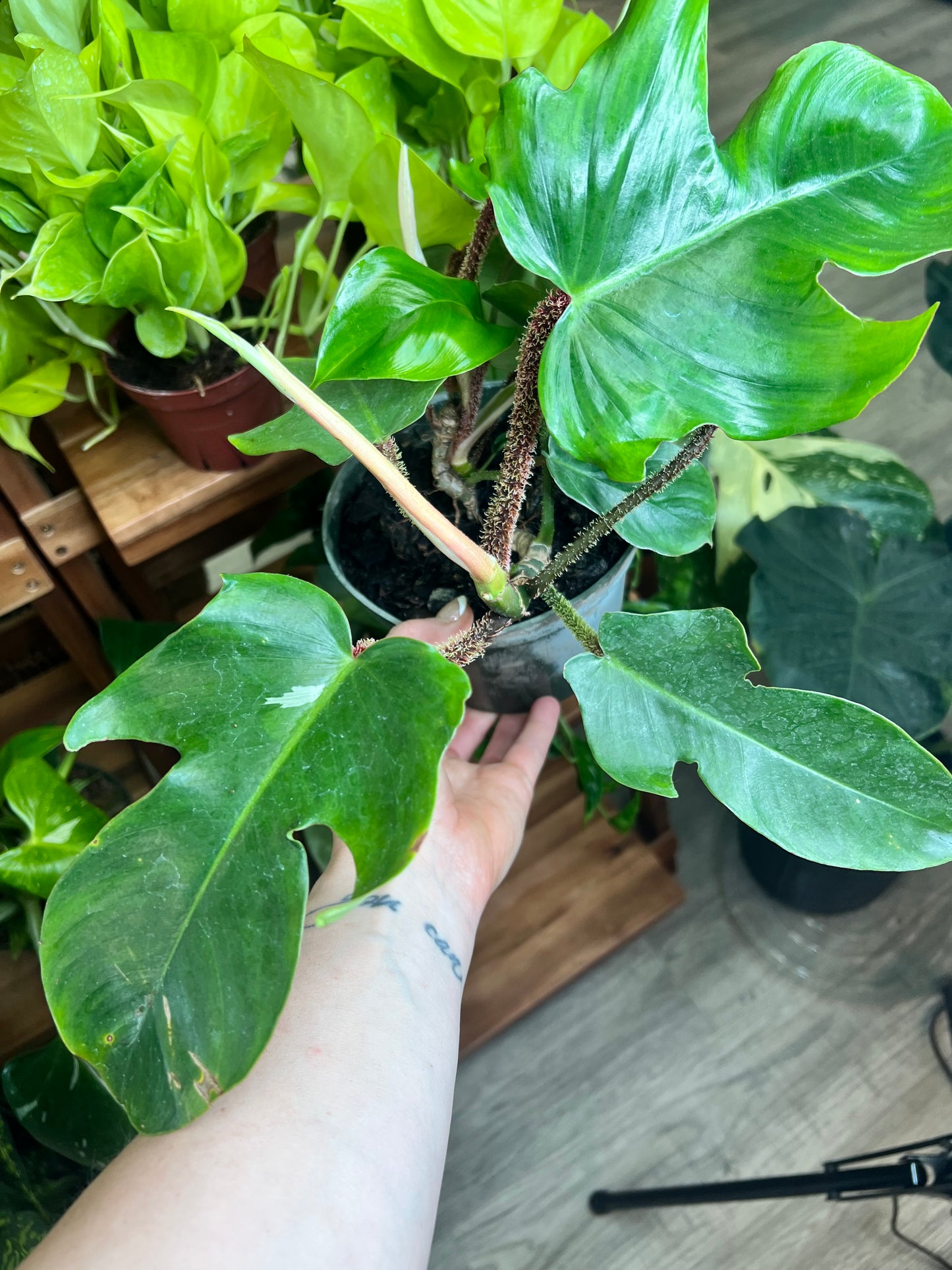 Philodendron Squamiferum 6” (Red Bristle)