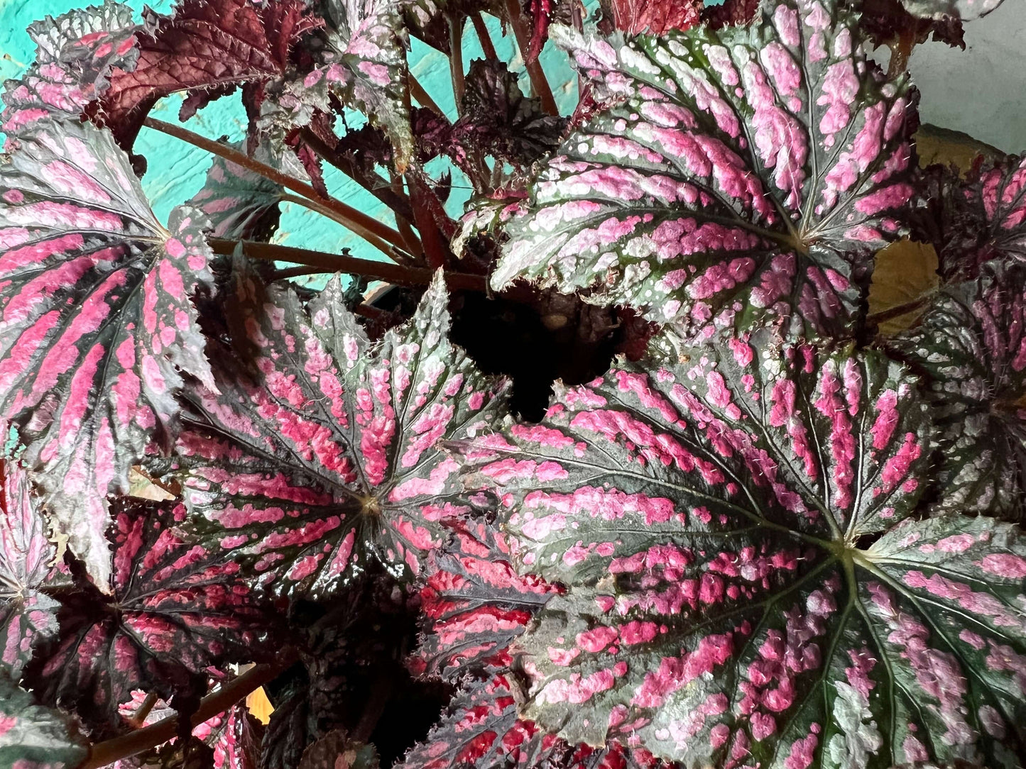 Rex begonia 10” showcasing its striking patterned leaves in dark green, silver, and burgundy shades.
