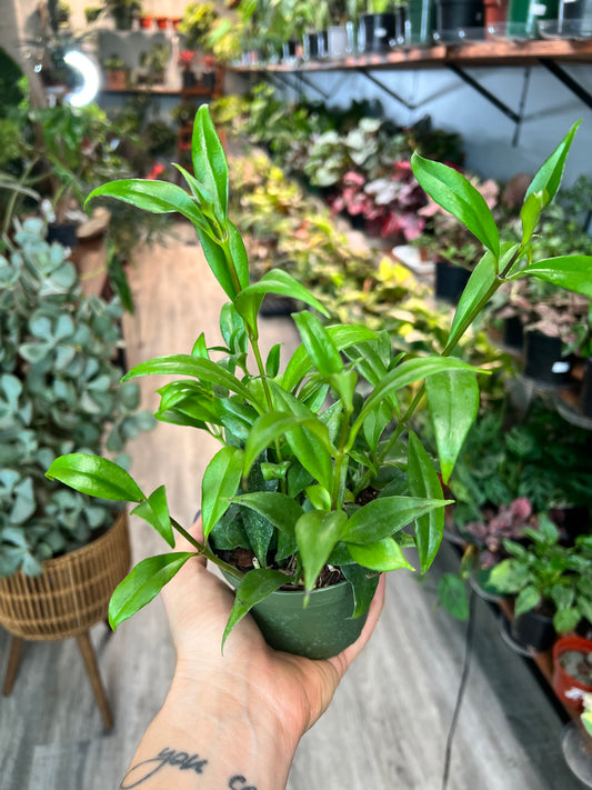 Lipstick Plant- Red 4”