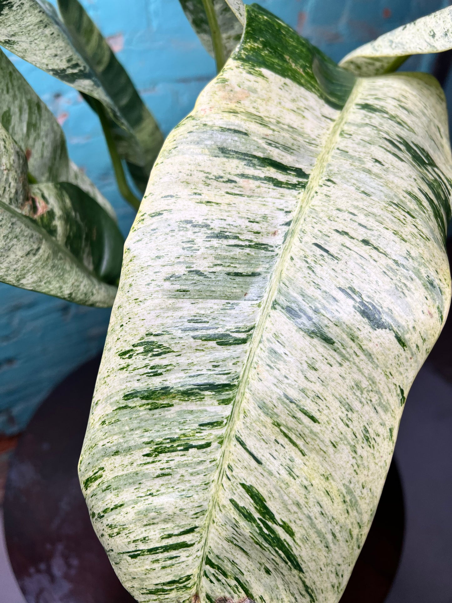 Epipremnum Giganteum Marble 10”